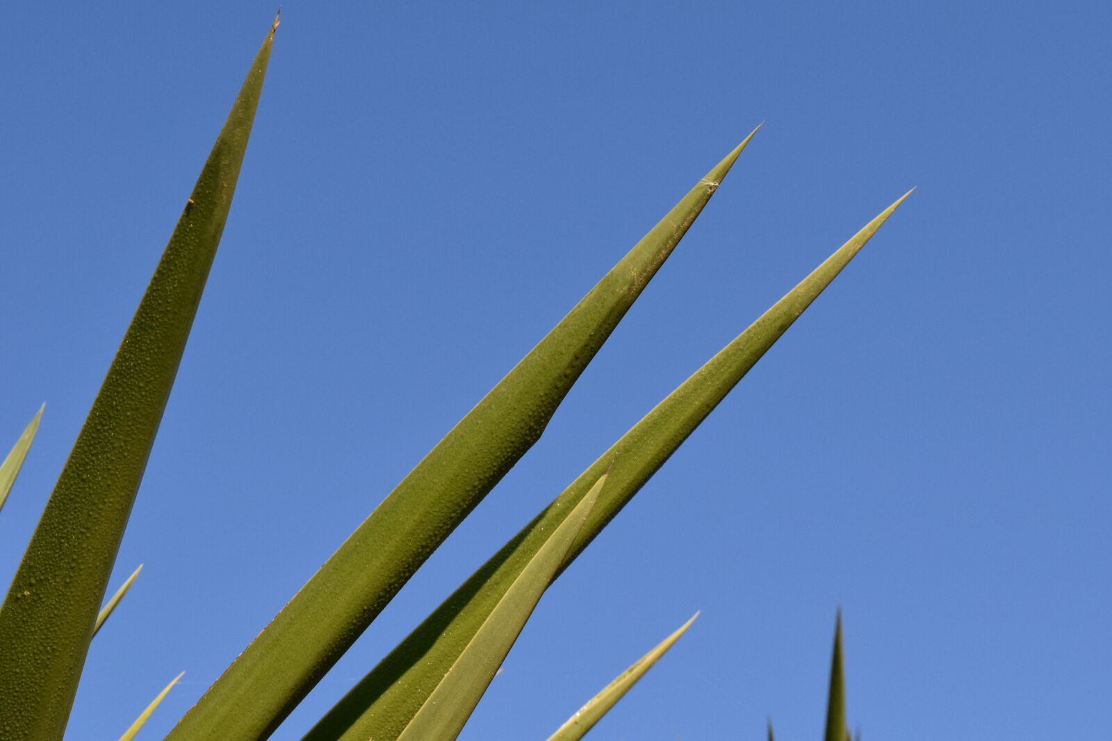 Nikon D3300 sample photo. Spur, palm, close up photography