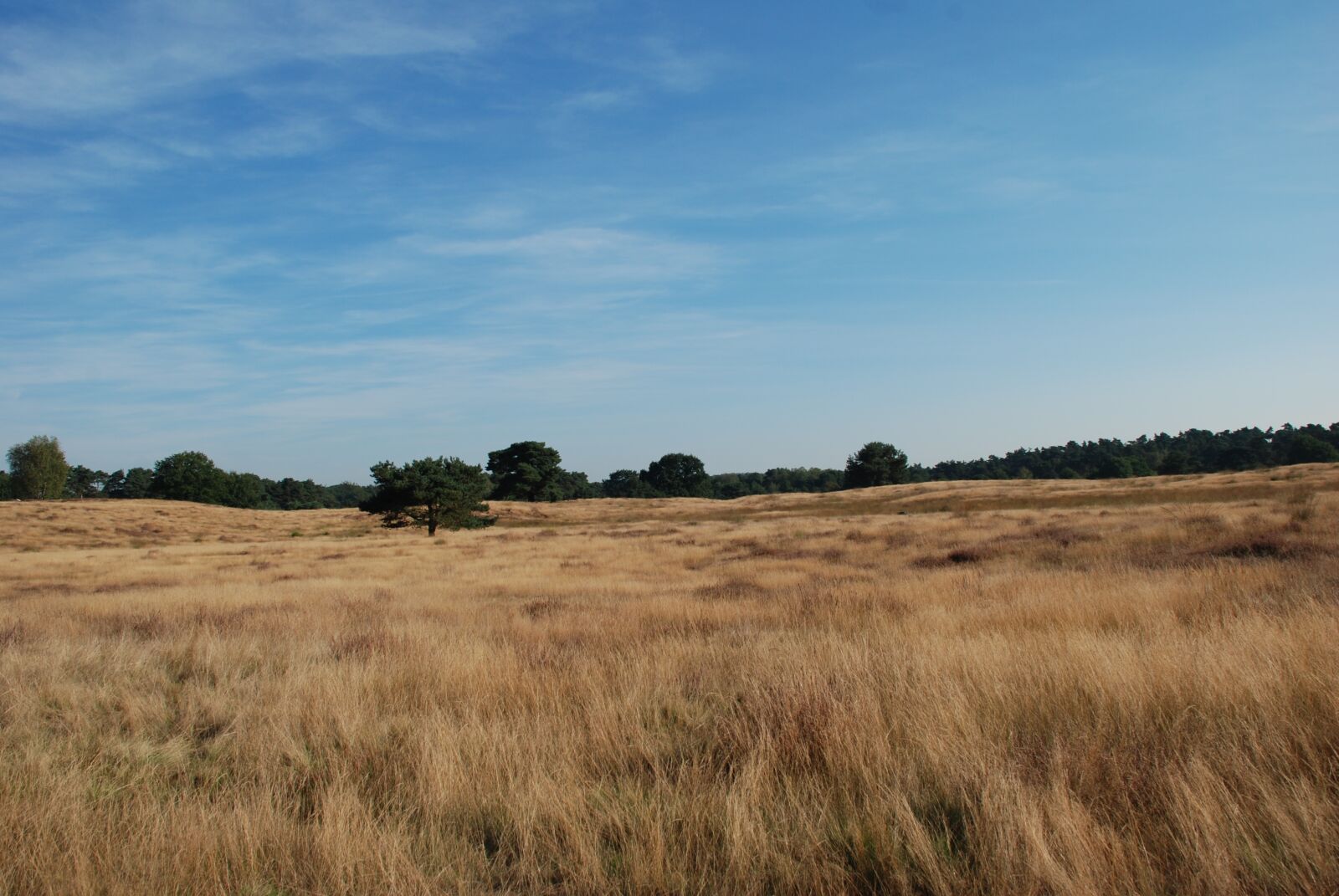 Nikon D80 sample photo. Heide, wide, nature photography