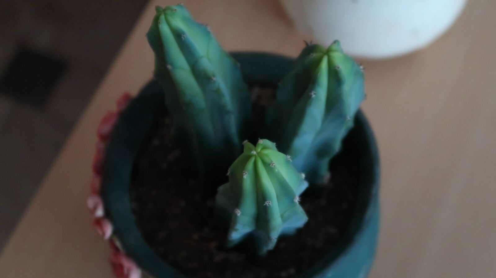 Canon PowerShot G7 X Mark II sample photo. Succulent, flowers, garden photography
