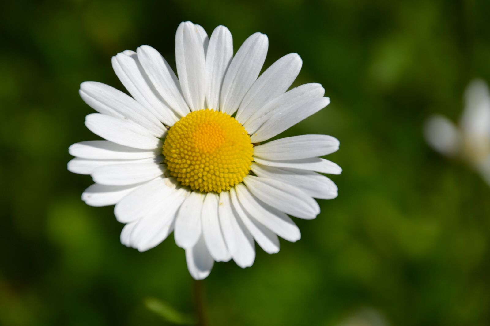 Nikon D3100 sample photo. Margarite, white, bloom photography