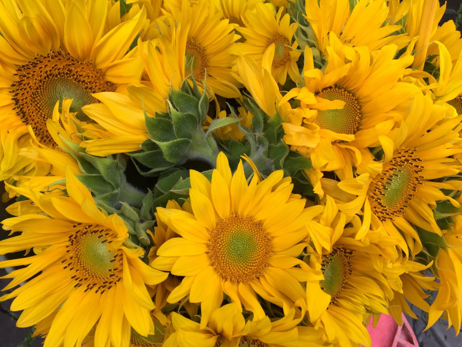 Apple iPhone 6 sample photo. Sunflowers, nature, flowers photography