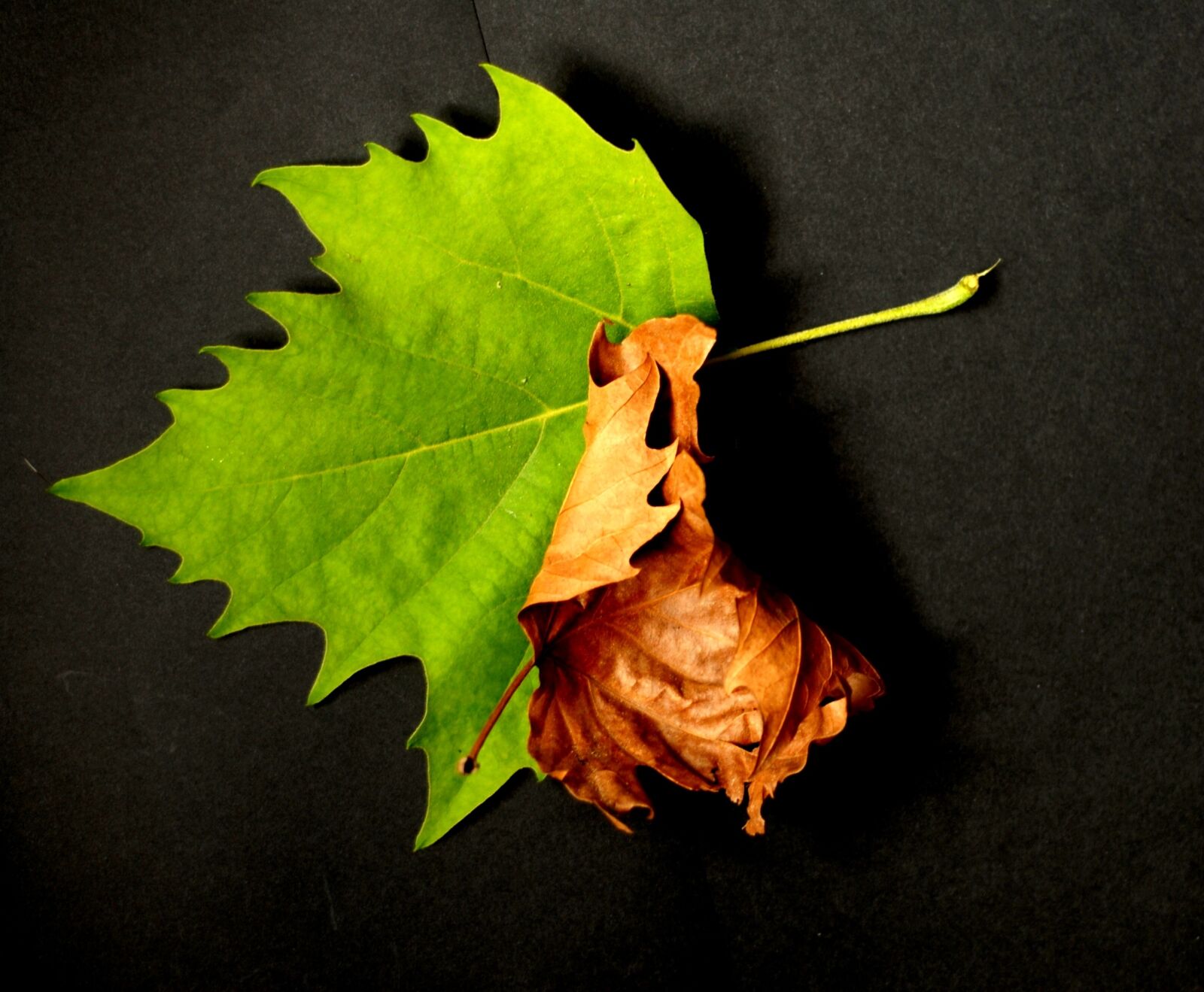 Nikon D200 sample photo. Nature, foliage, sycamore photography