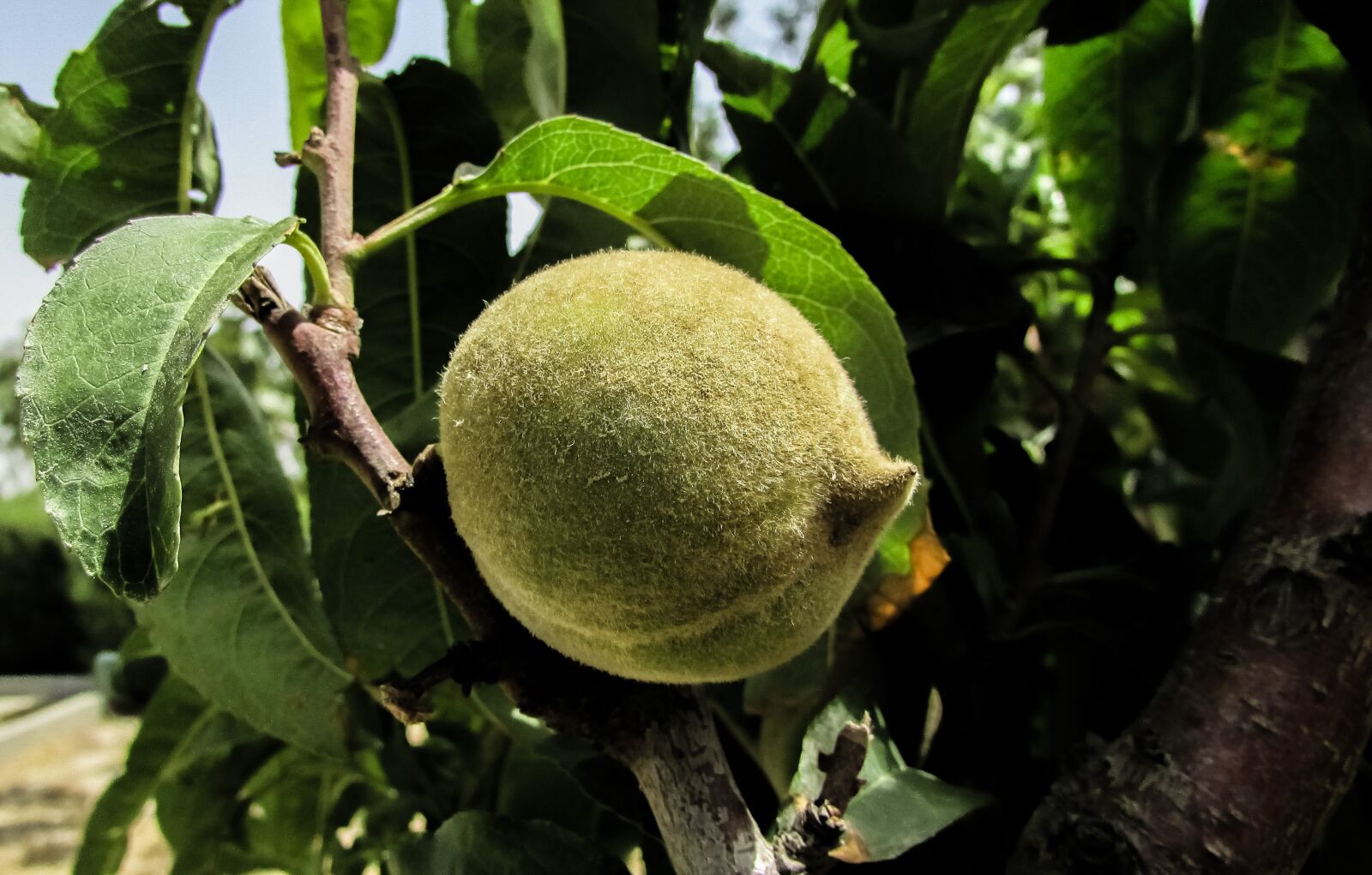 Canon PowerShot SX400 IS sample photo. Apricot, fruit, unripe photography