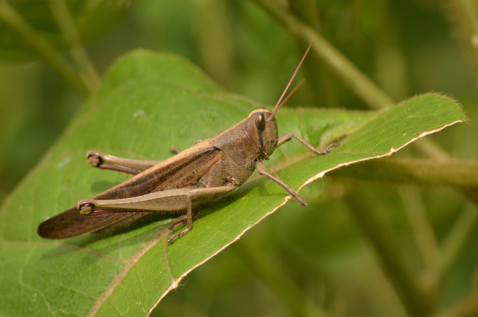 Nikon D5100 sample photo. Grasshopper, nature, insect photography