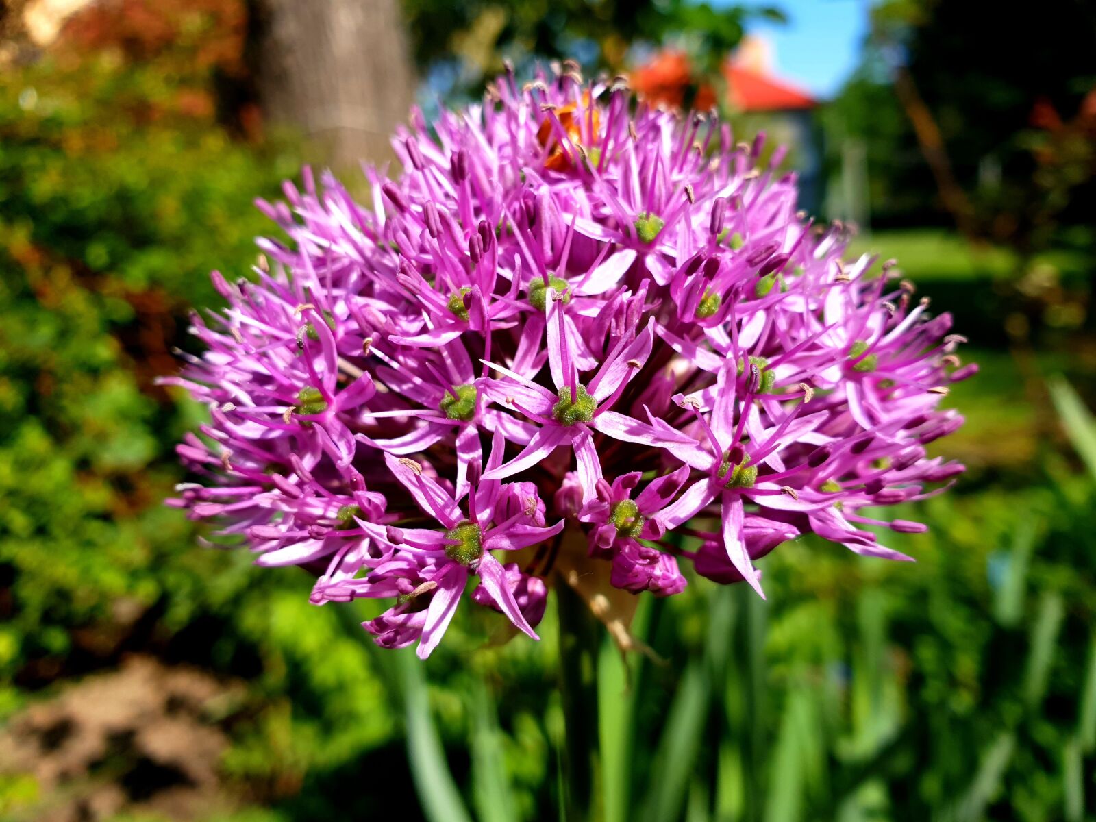 Samsung Galaxy Note9 sample photo. Flower, garlic, garden photography