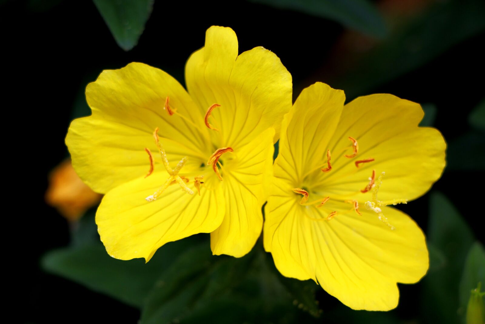 Canon EOS 650D (EOS Rebel T4i / EOS Kiss X6i) sample photo. Evening primrose, plants, flowers photography