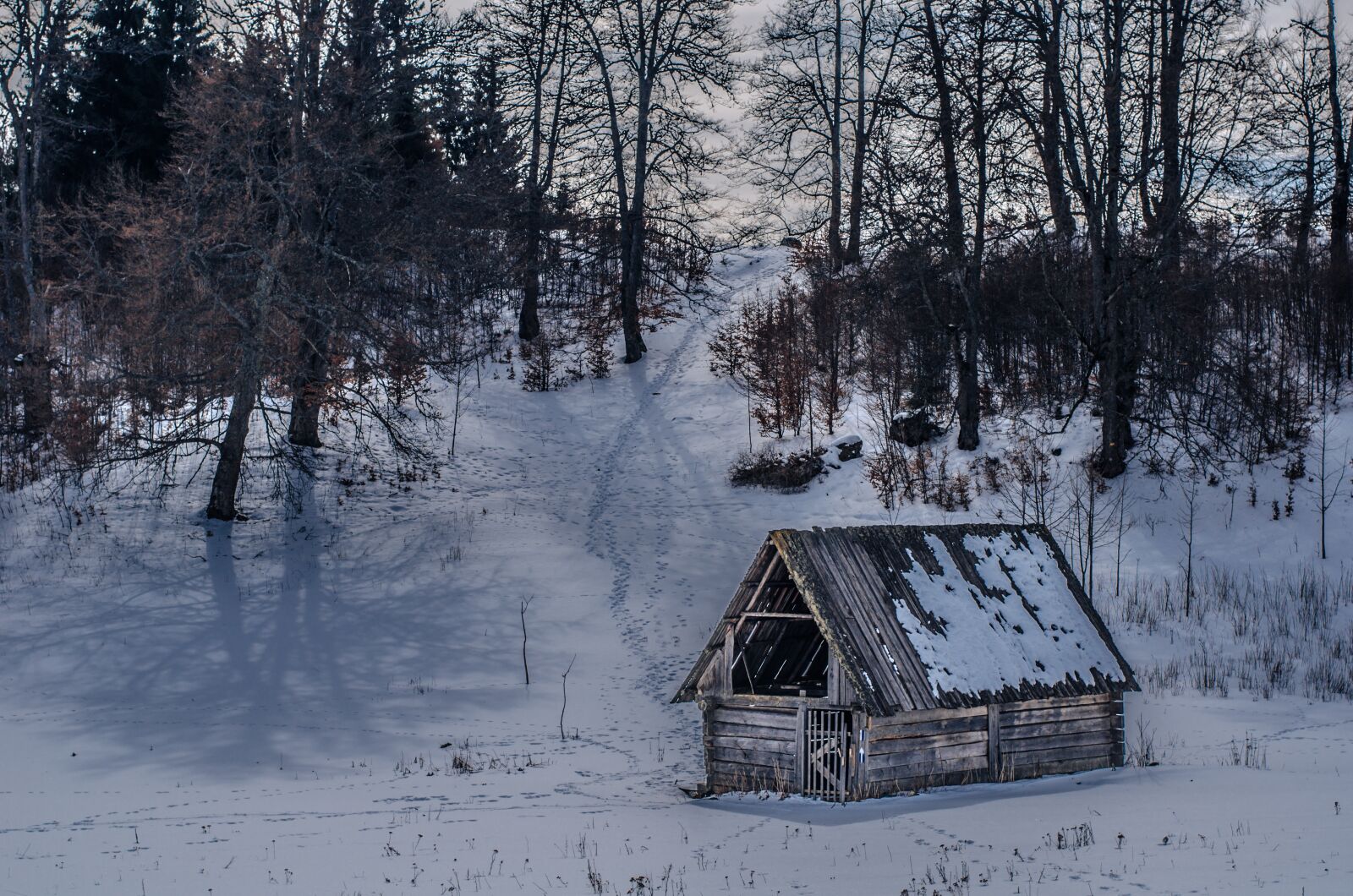 Nikon D7000 sample photo. Winter, snow, frost photography