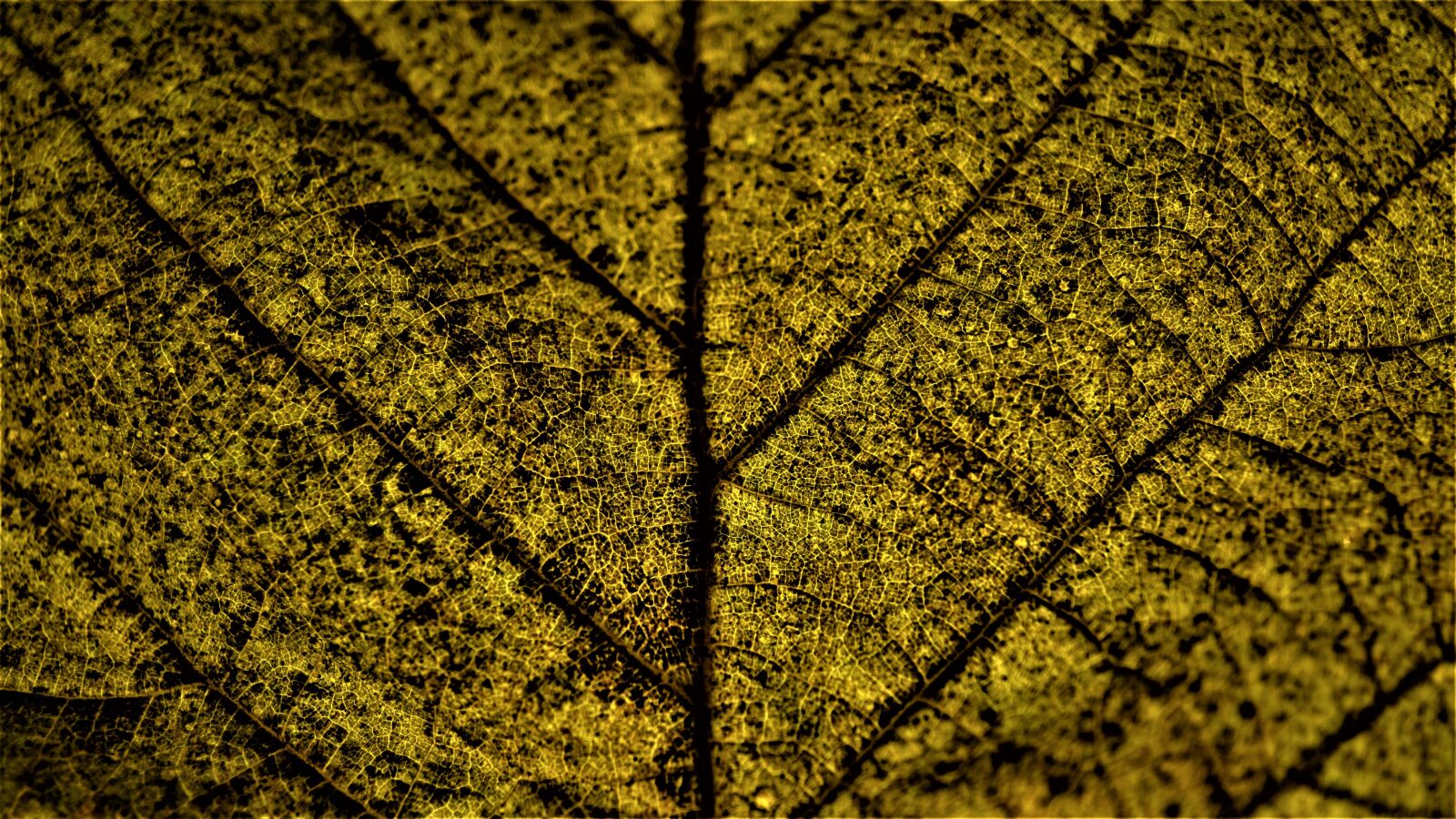 Sony E 30mm F3.5 Macro sample photo. Background, autumn, leaf photography