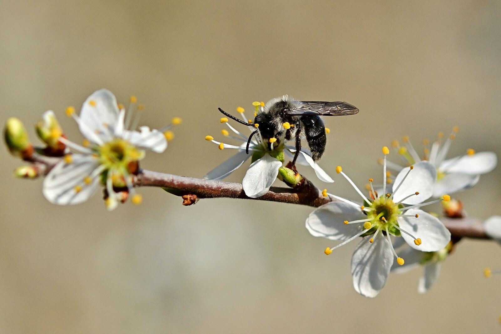 Nikon D5200 sample photo. Nature, blossom, bloom photography