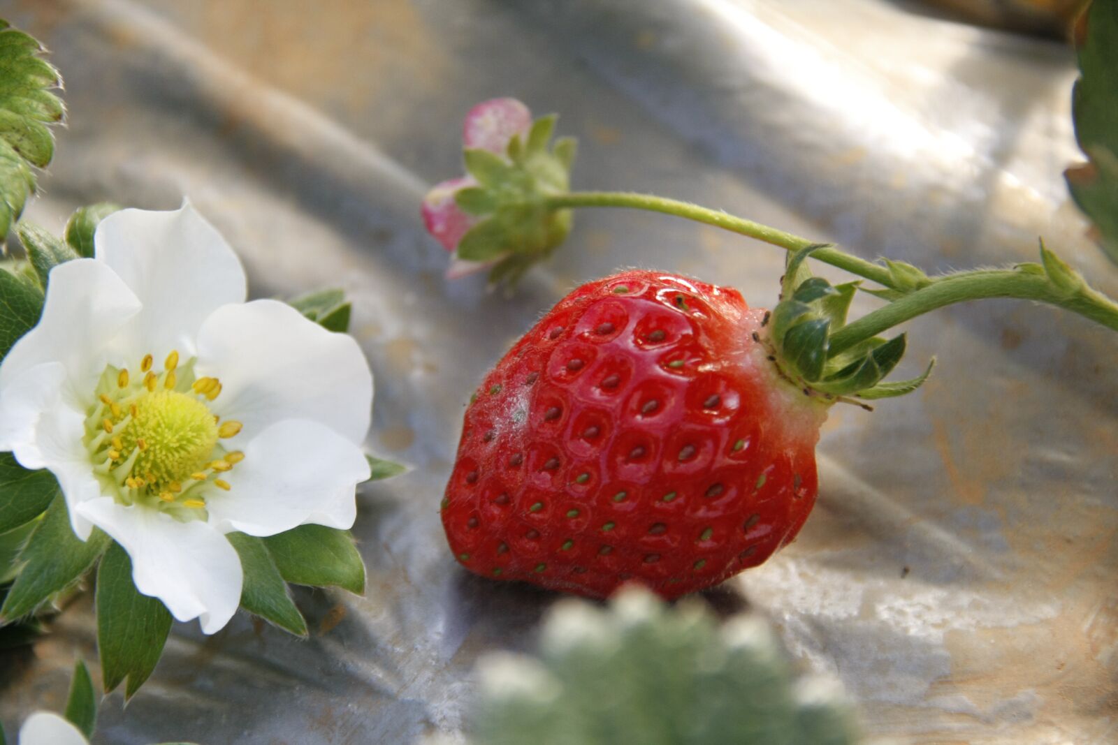 Canon EOS 40D sample photo. Strawberries, flowers, cold photography