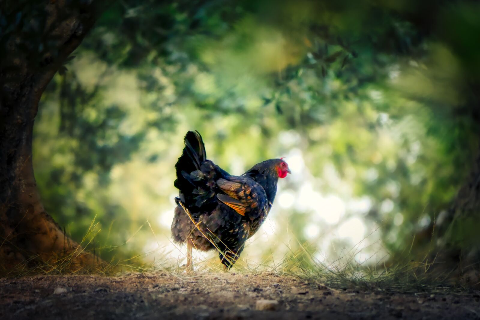 Panasonic Lumix DMC-GX8 sample photo. Chicken, crete, animal photography