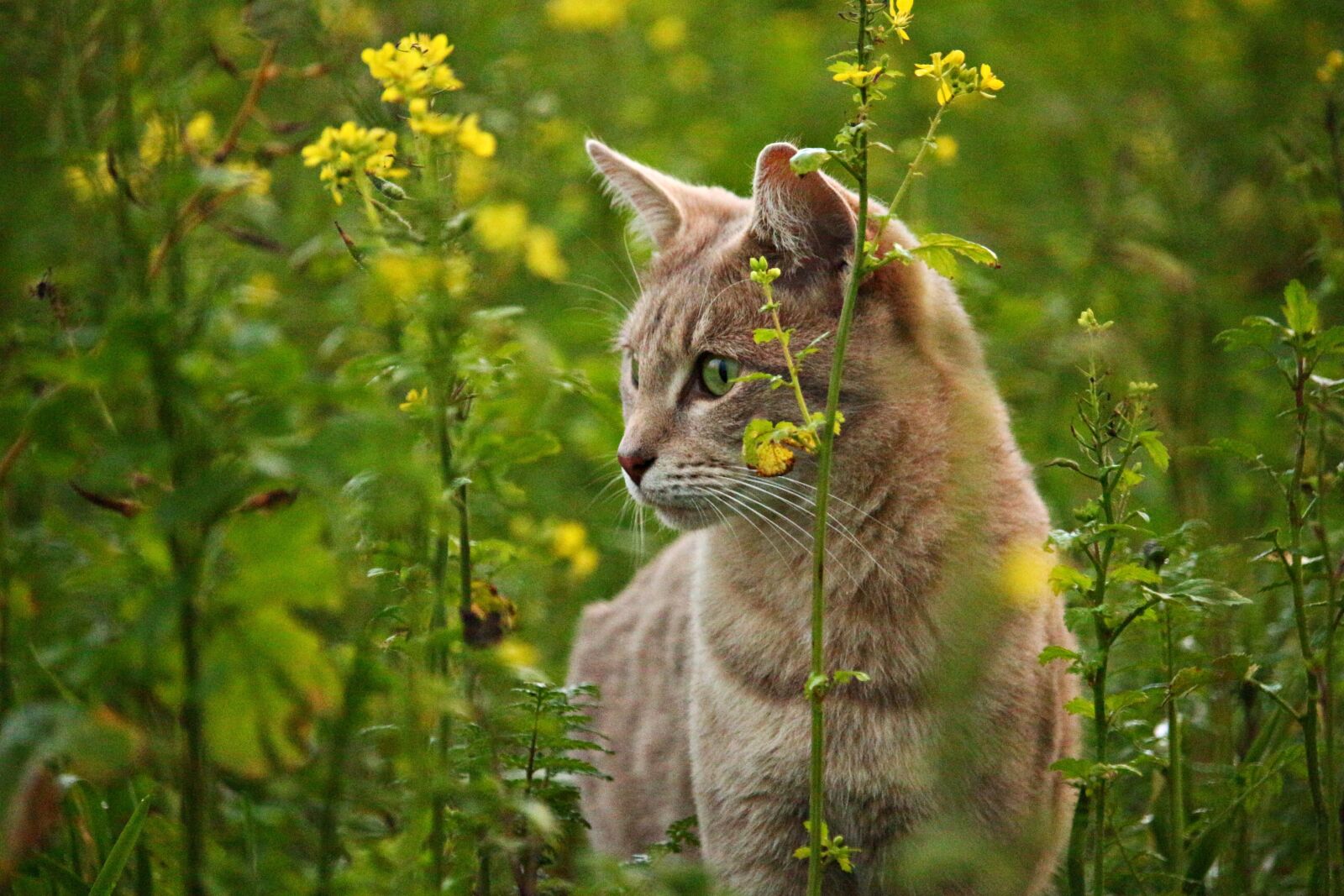 Canon EOS 100D (EOS Rebel SL1 / EOS Kiss X7) sample photo. Cat, kitten, mieze photography