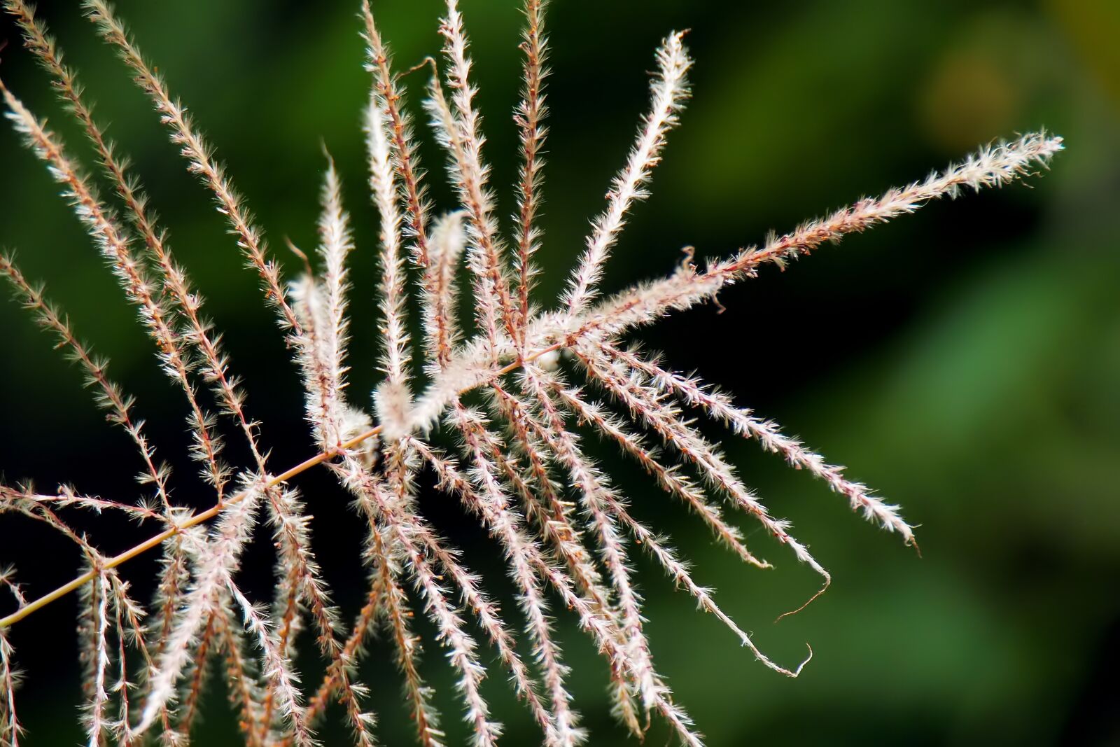 Olympus OM-D E-M1 sample photo. Plant, outdoor, wild photography