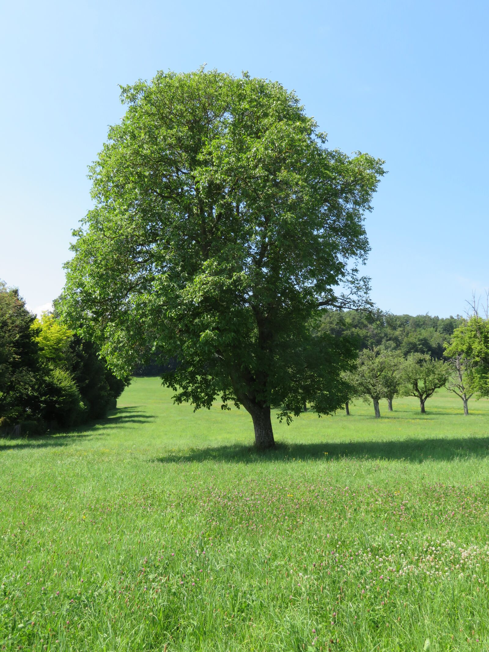 Canon PowerShot SX730 HS sample photo. Tree, meadow, grass photography