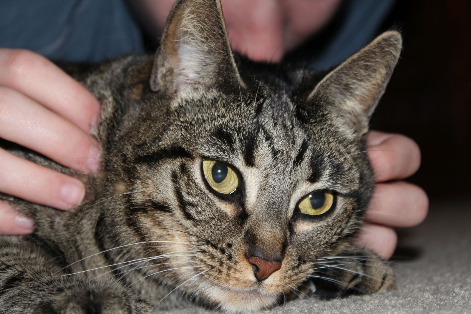 Canon EOS 550D (EOS Rebel T2i / EOS Kiss X4) sample photo. Cat, pet, animal photography