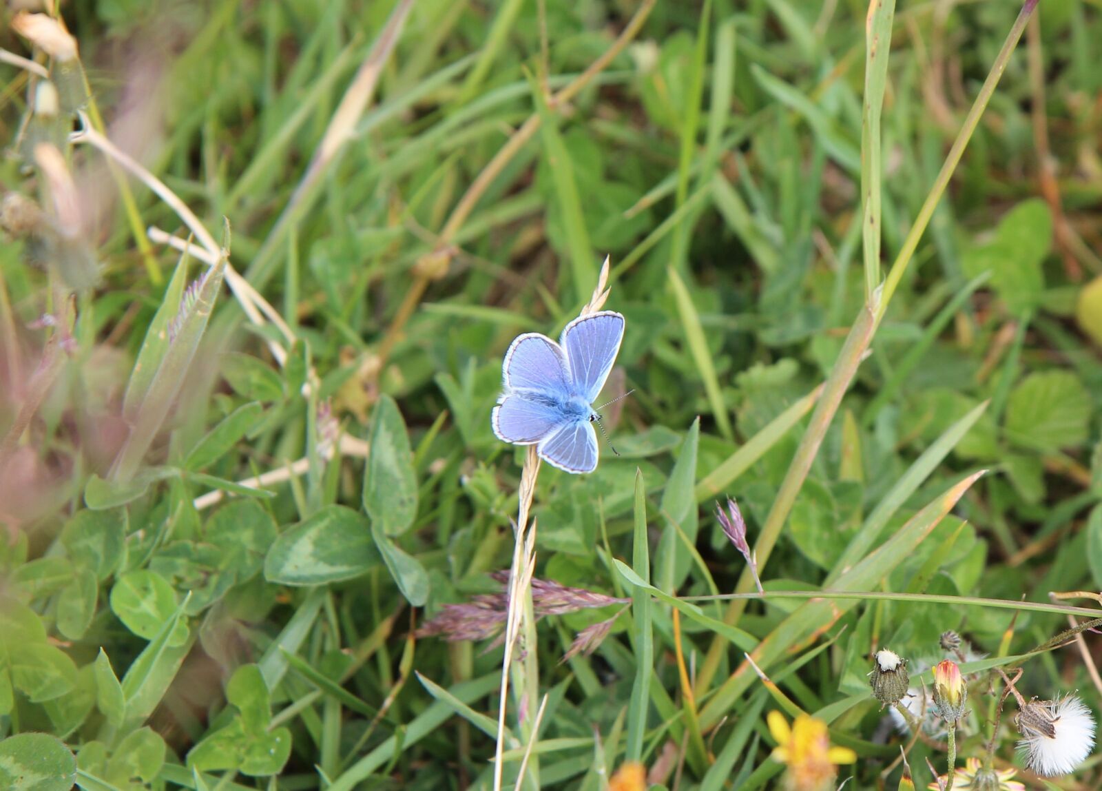 Canon EOS 600D (Rebel EOS T3i / EOS Kiss X5) sample photo. Butterfly, blue butterfly, nature photography