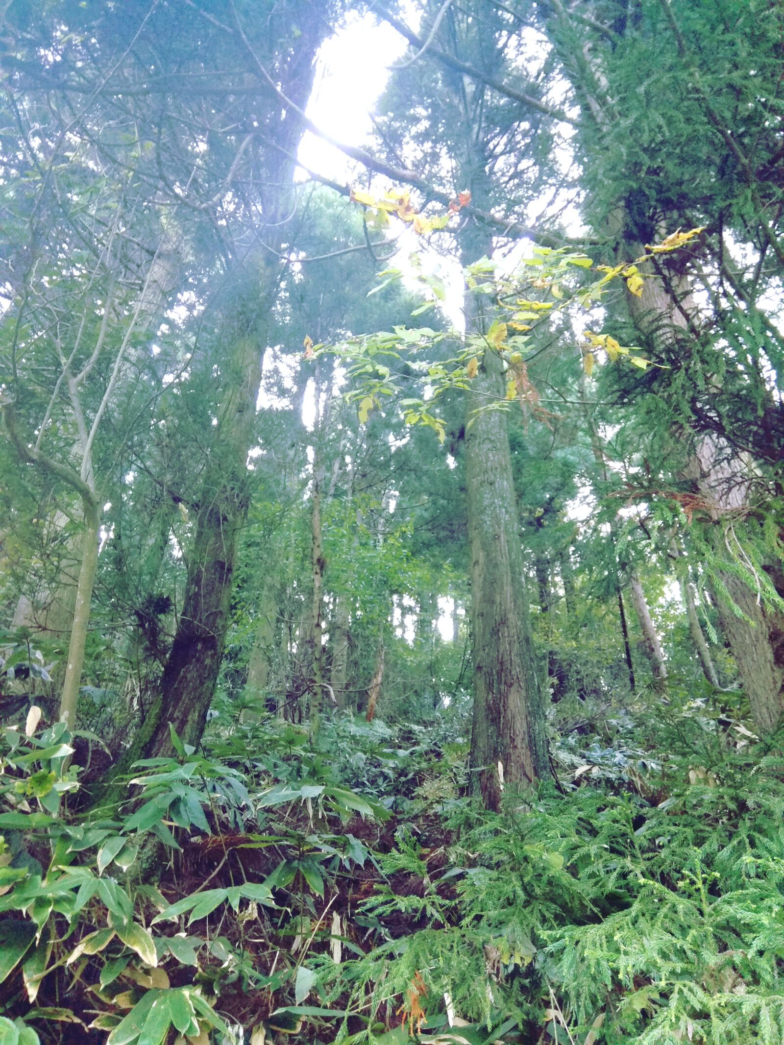 Xiaomi Redmi Note 4 sample photo