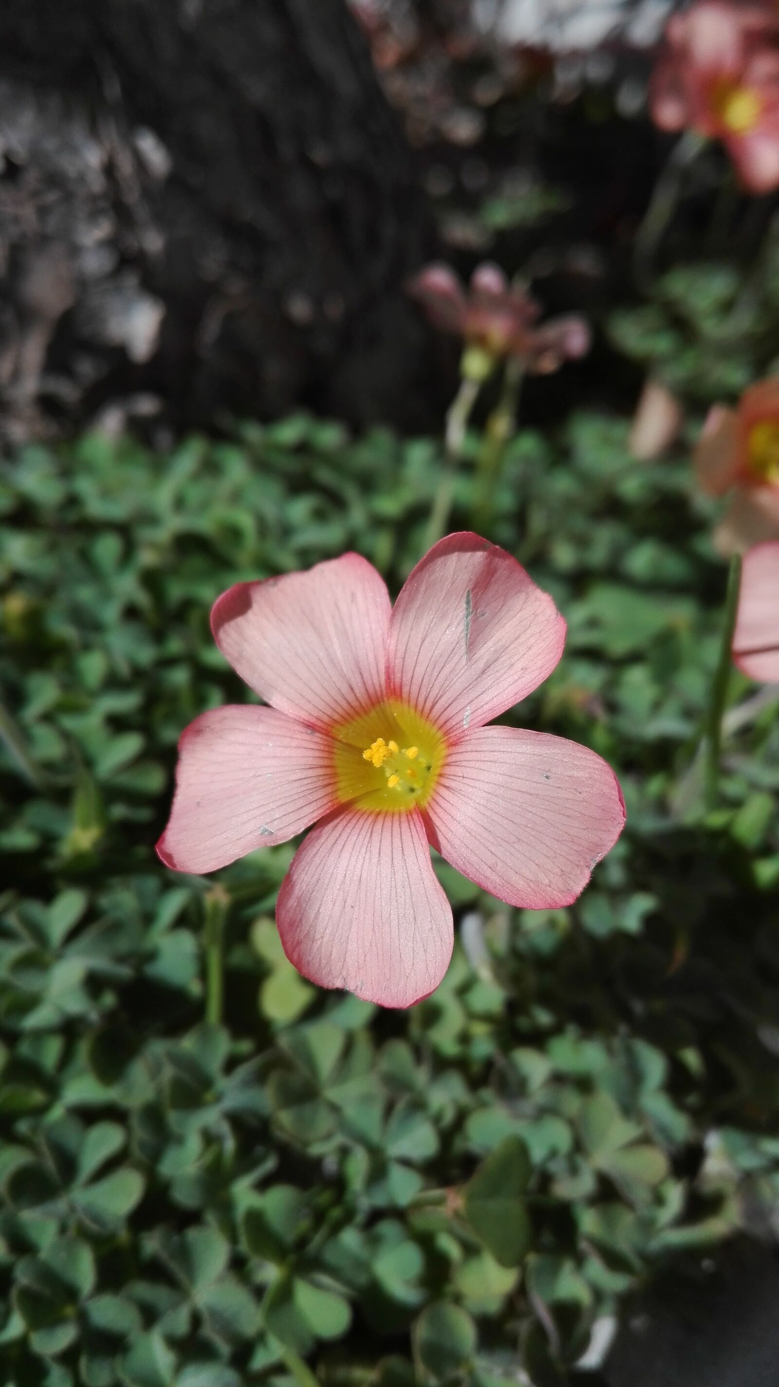 HUAWEI P8 Lite sample photo. Flower, wildflower, oxalis hirsuta photography
