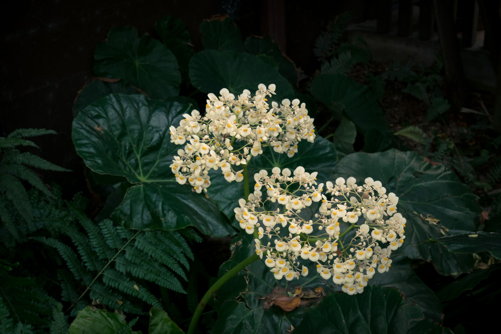 Canon PowerShot G3 X sample photo. Beautiful, bloom, blooming, botanical photography