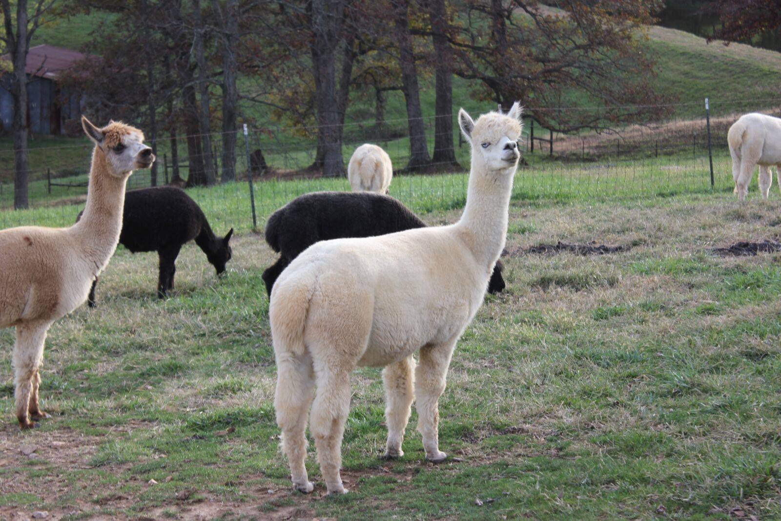 Canon EOS 550D (EOS Rebel T2i / EOS Kiss X4) sample photo. Alpacas, alpaca, animal photography
