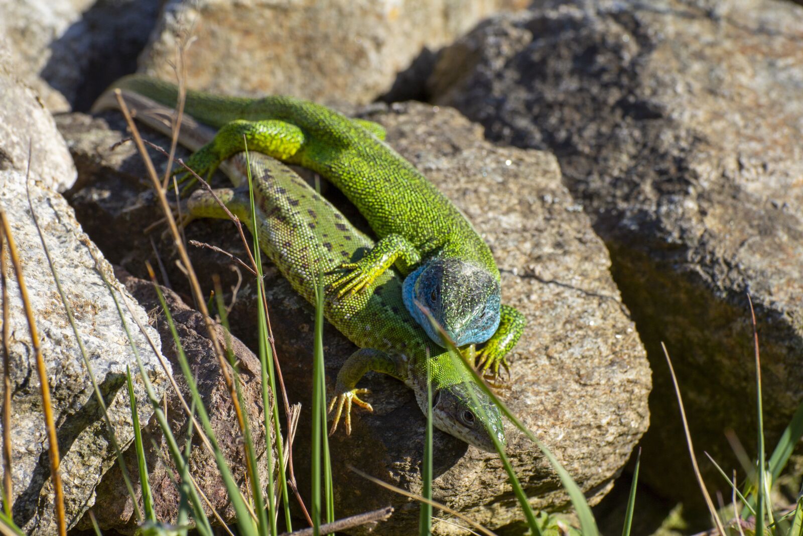 Canon EOS 600D (Rebel EOS T3i / EOS Kiss X5) sample photo. Lizards, the lizard, reptile photography