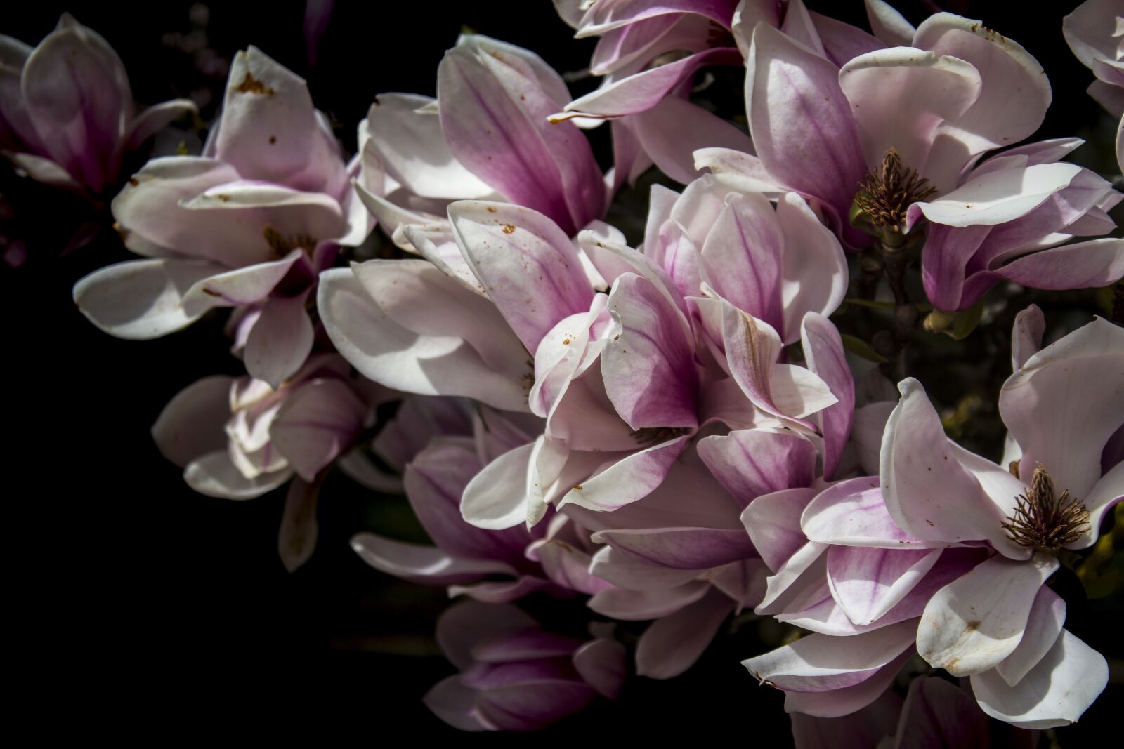 Canon EOS 700D (EOS Rebel T5i / EOS Kiss X7i) sample photo. Flower, plant, nature photography
