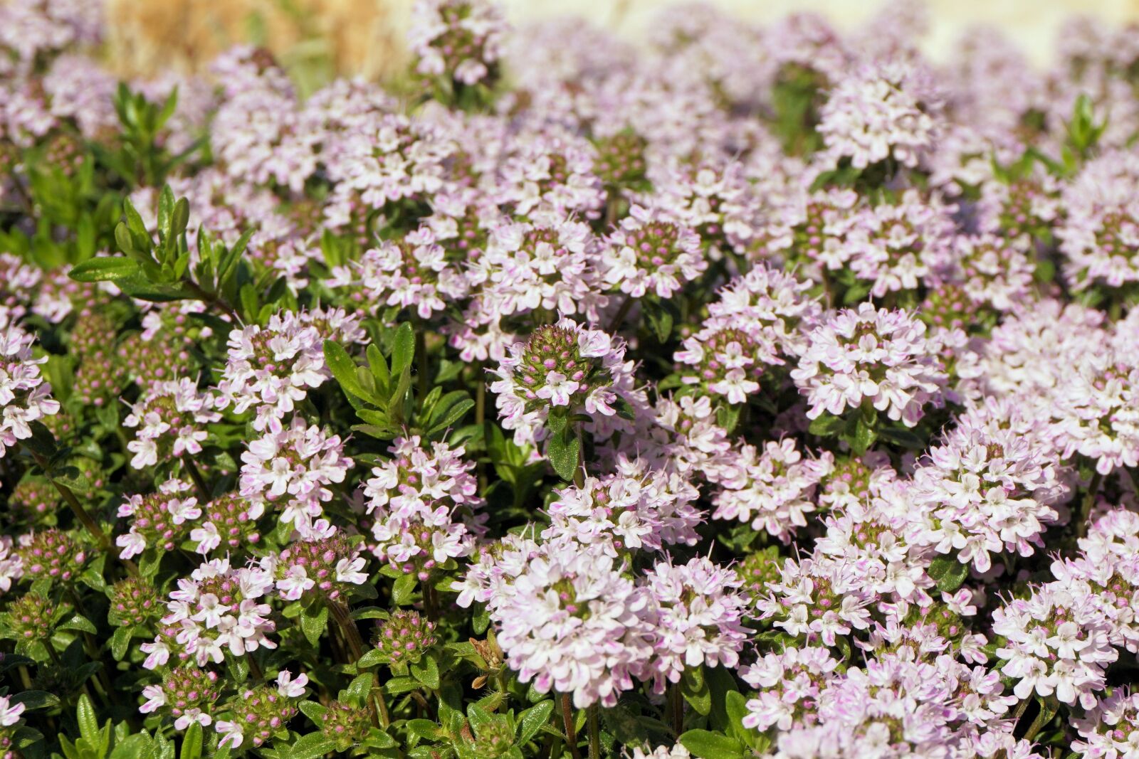 Sony a6000 sample photo. Flowers, plant, nature photography