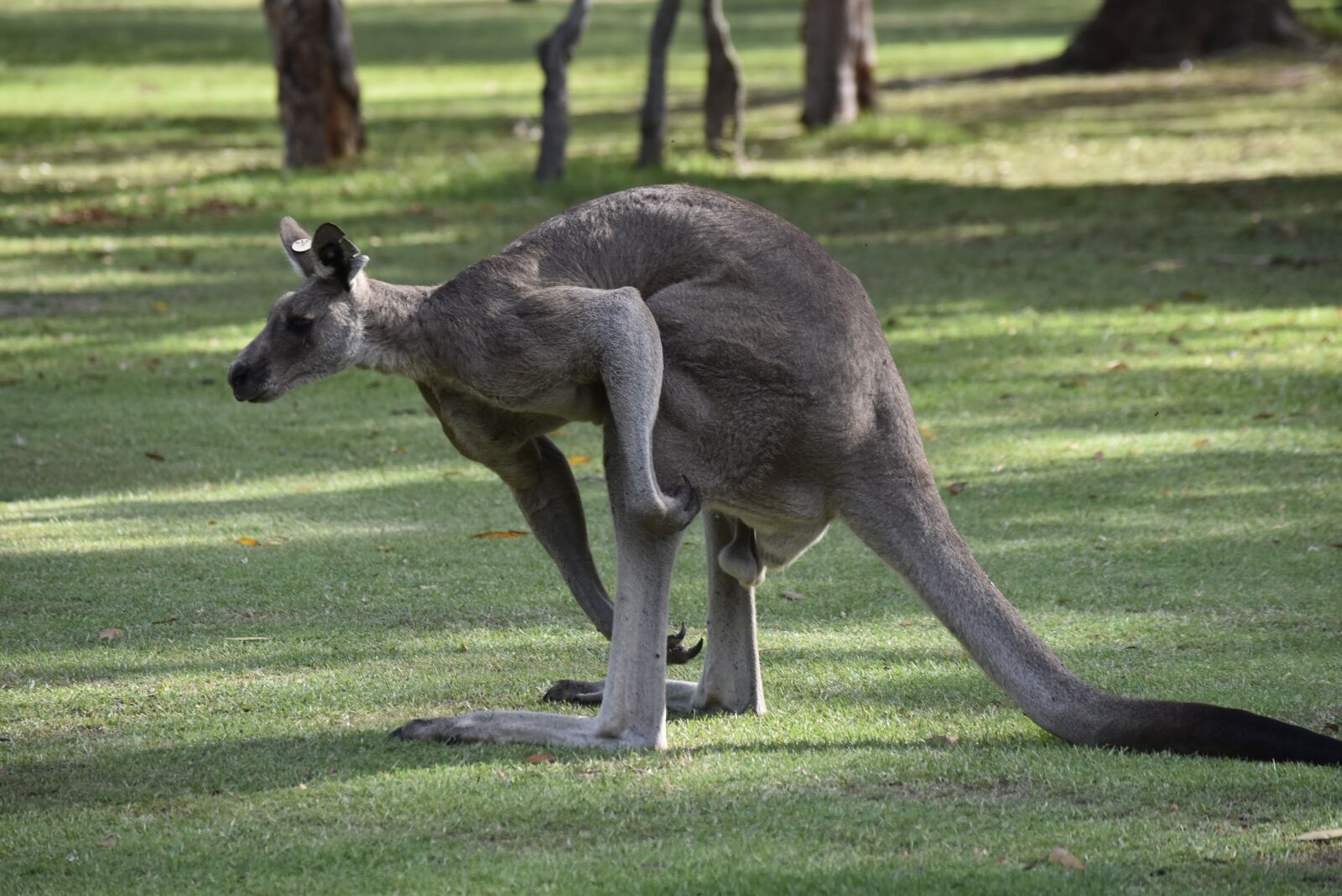Nikon D5500 sample photo. Australia, kangaroo, nature photography