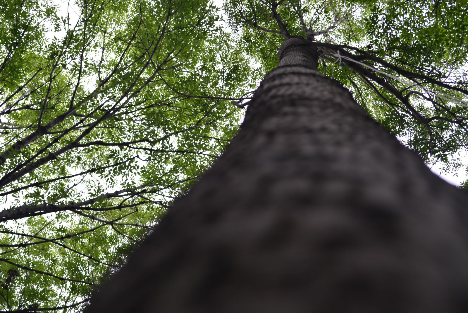 Nikon D5200 sample photo. Nature, tree, forest photography