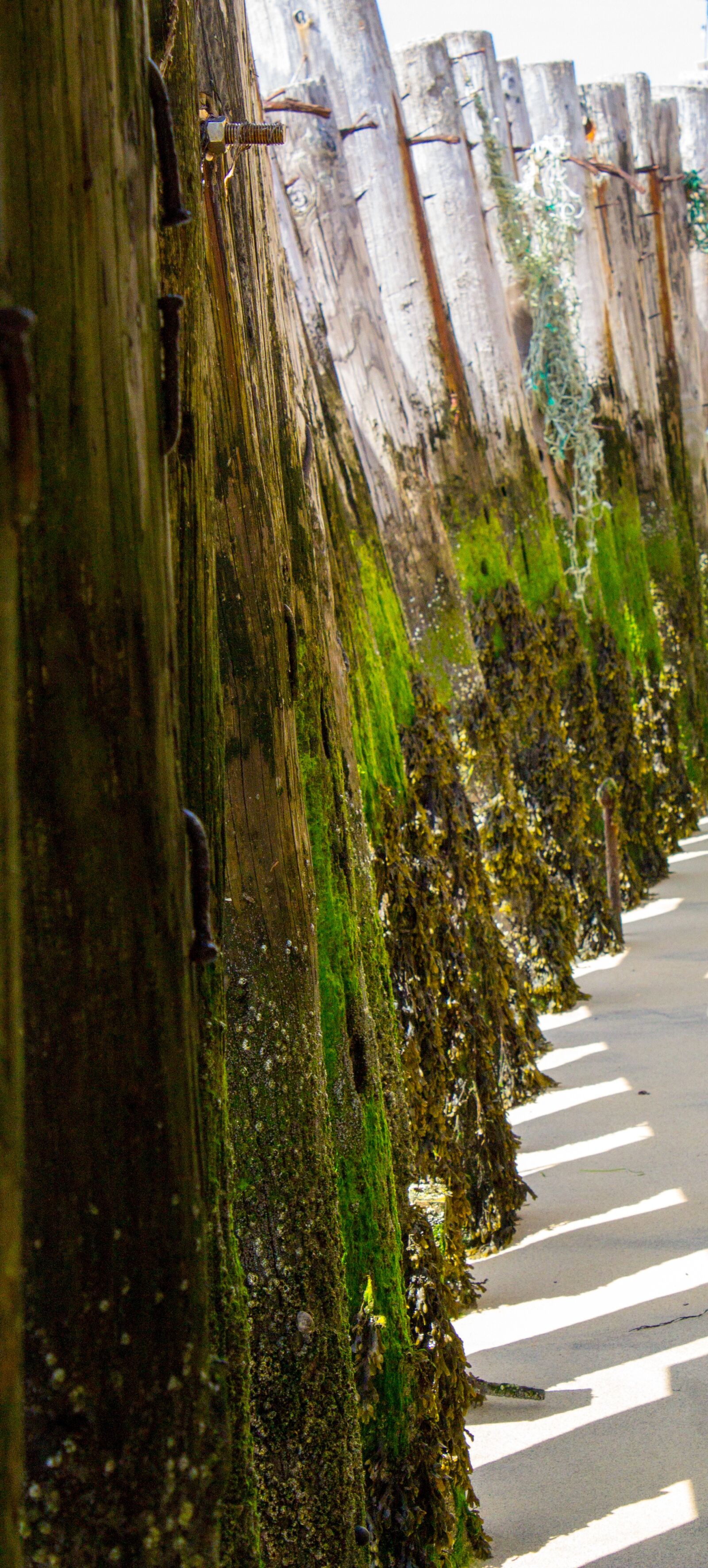Canon EOS 1100D (EOS Rebel T3 / EOS Kiss X50) sample photo. Beach, sand, sea weed photography
