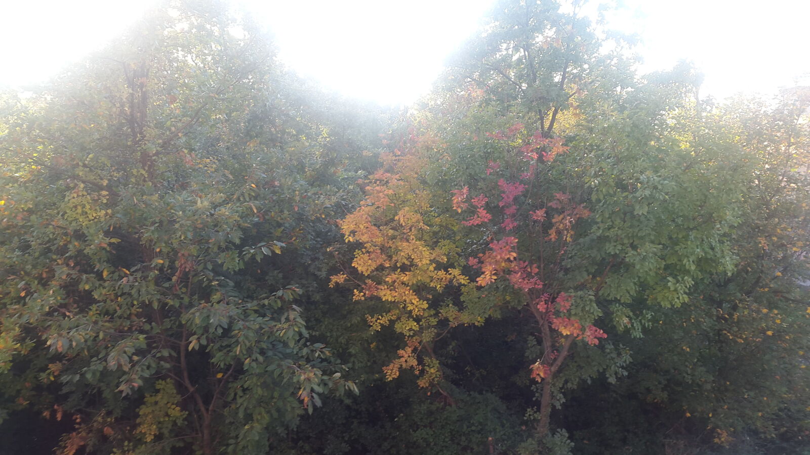 Samsung Galaxy Alpha sample photo. Autmn, autmn, forest, autumn photography