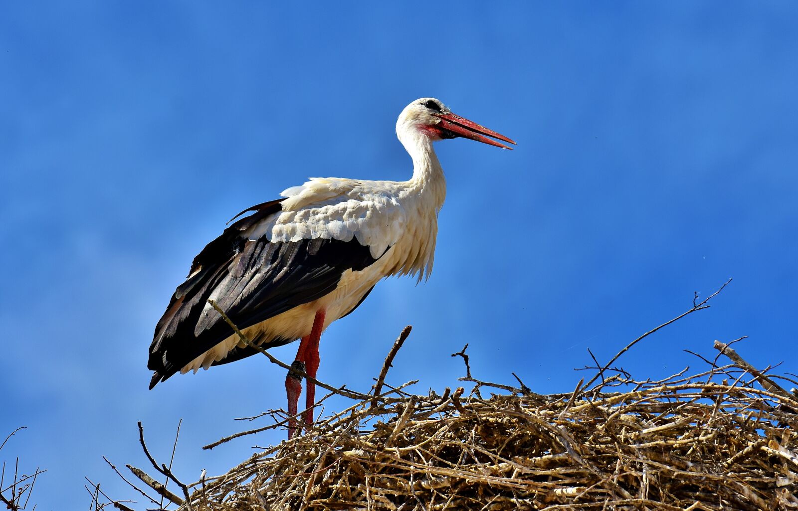 Nikon D7200 sample photo. Stork, bird, flying photography