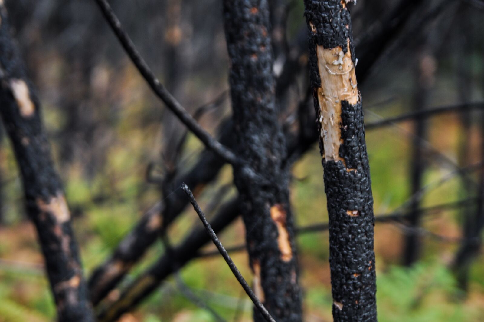 Nikon D90 sample photo. Trees, forest, burnt photography