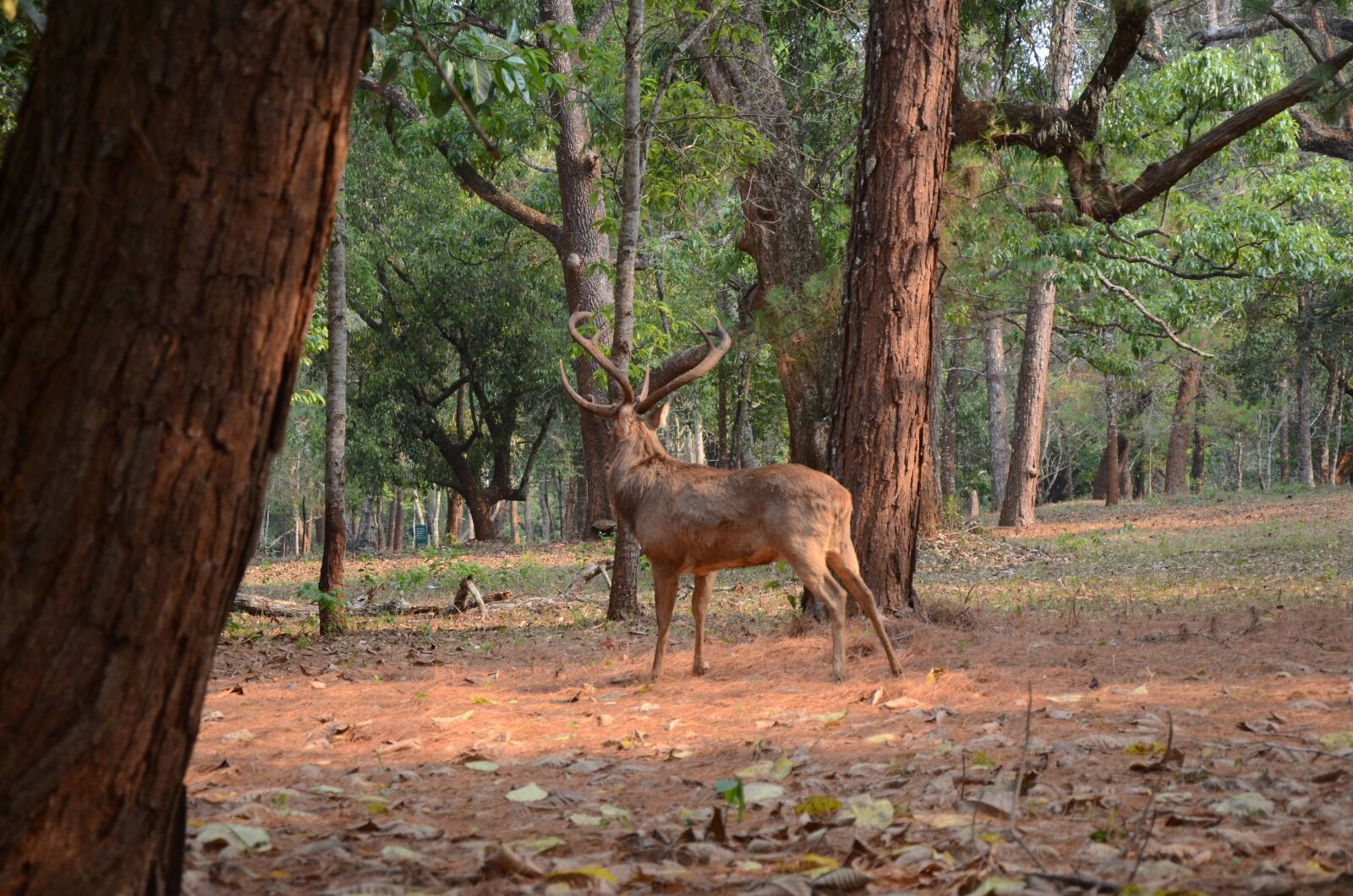 Nikon D7000 sample photo. Deer, animal, pet photography
