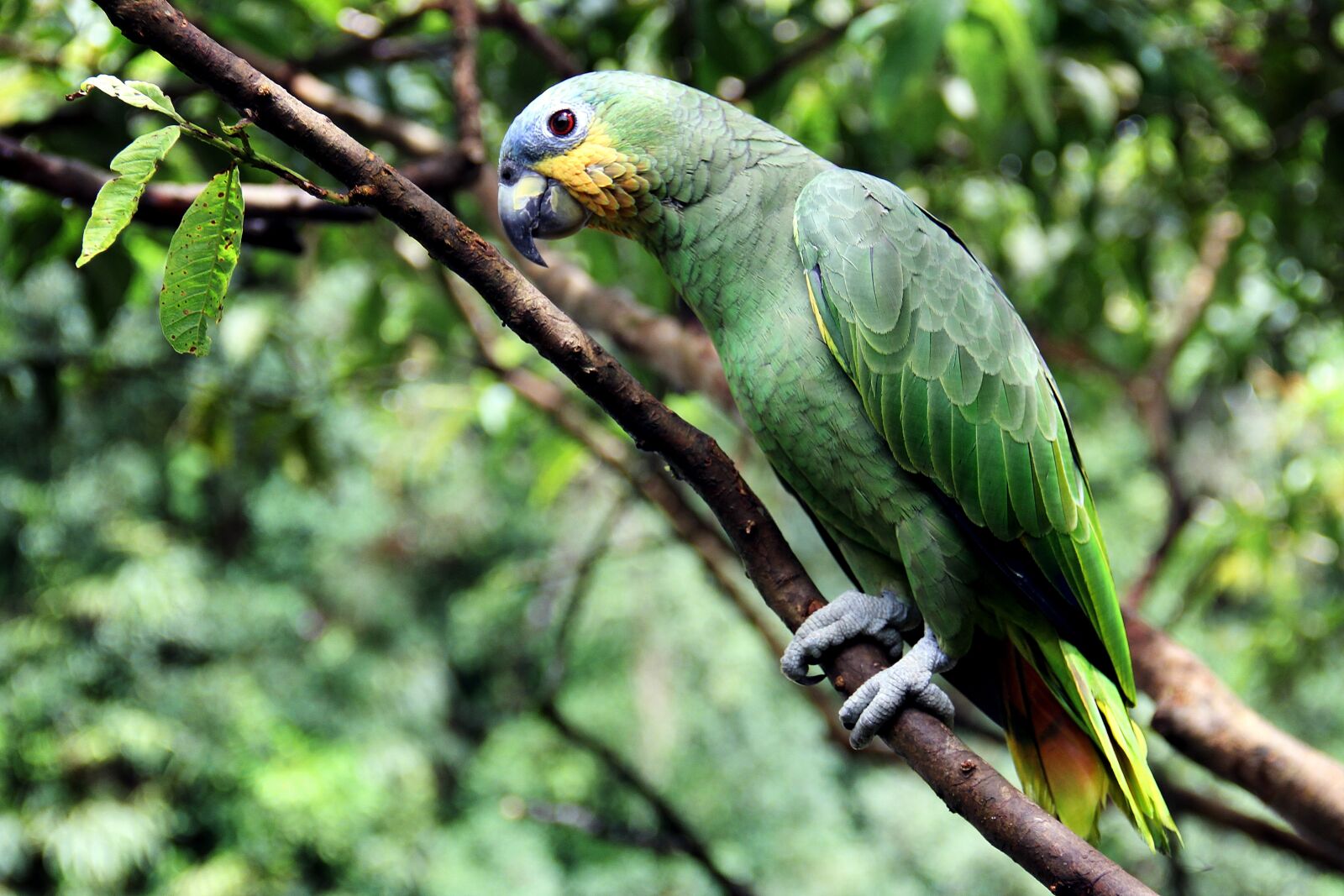 Canon EF-S 18-135mm F3.5-5.6 IS sample photo. Parrot, bird, amazon photography