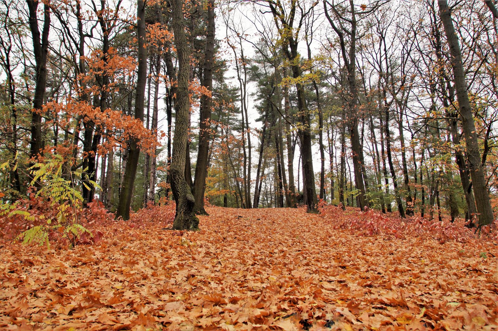 Sony SLT-A58 sample photo. Forest, autumn, fallen photography