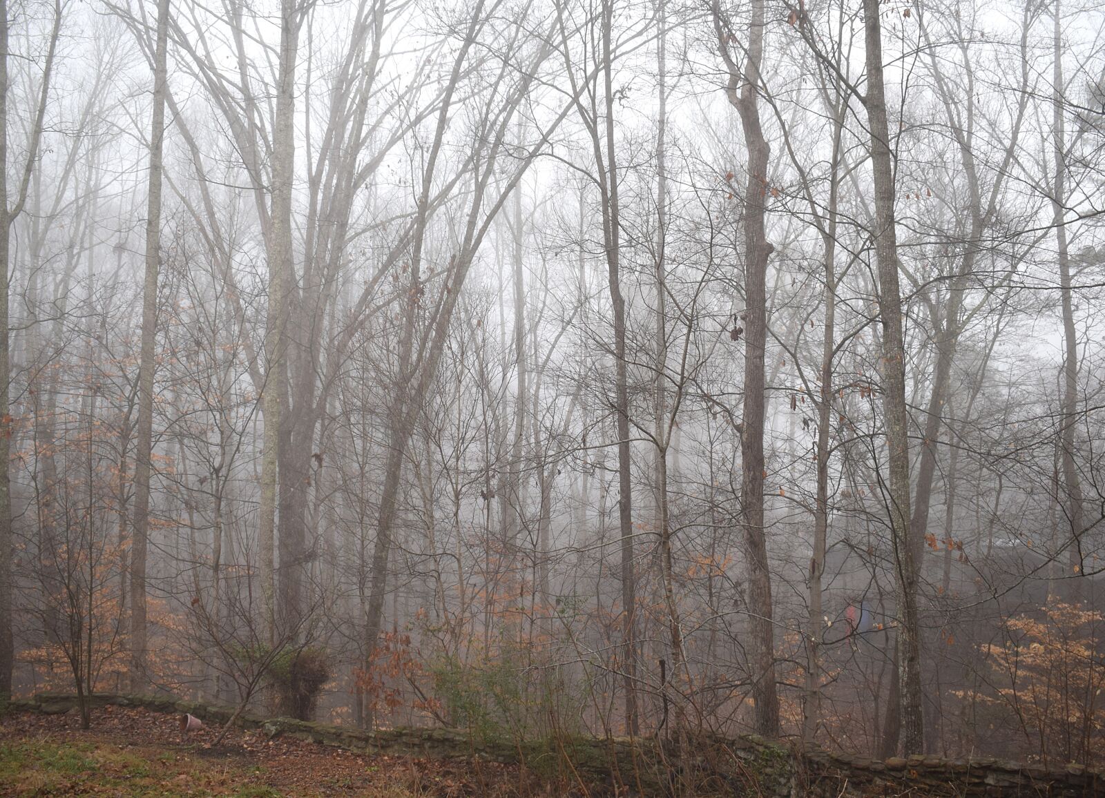 Nikon D3300 sample photo. Trees through the fog photography