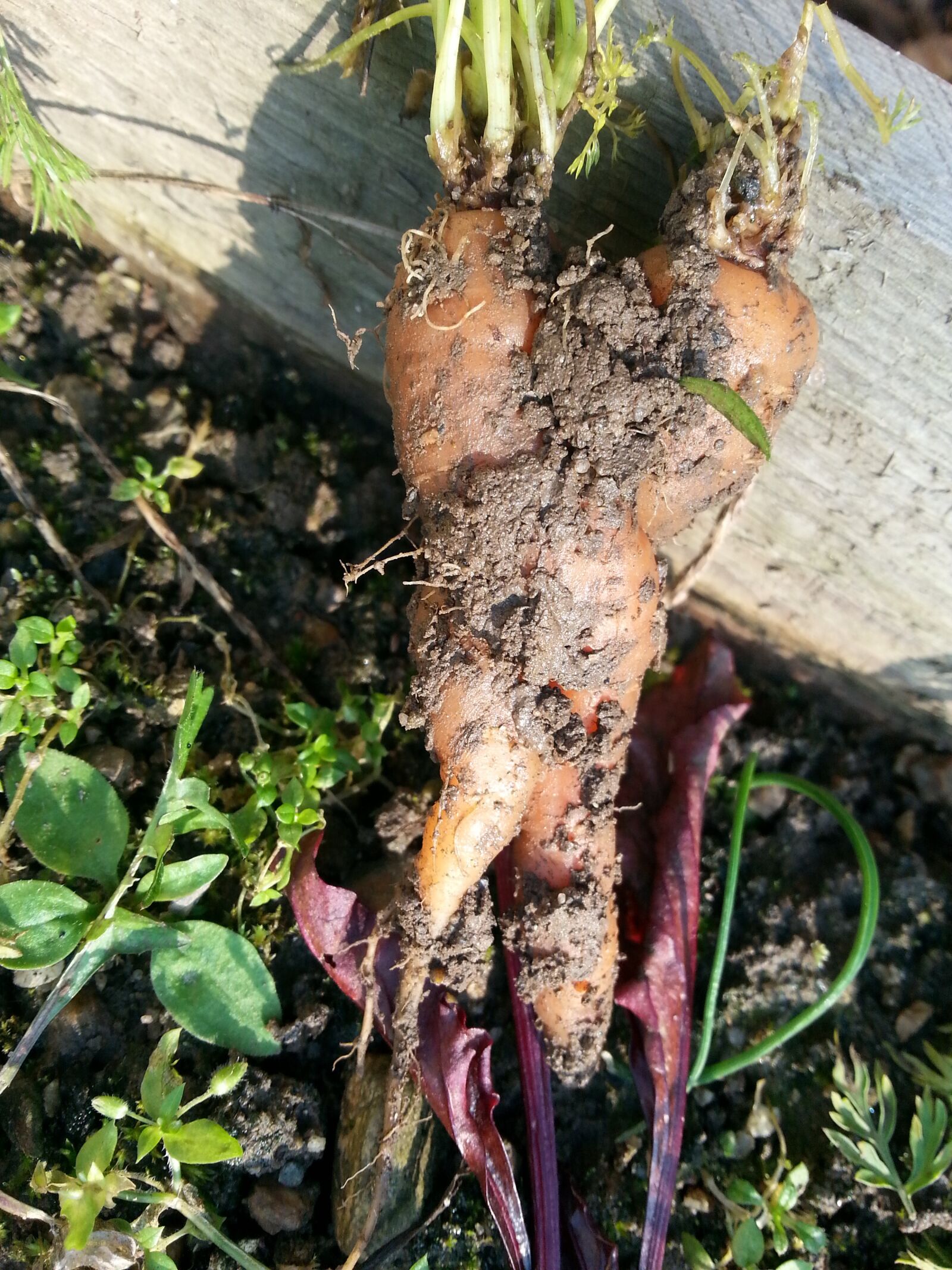 Samsung Galaxy S3 sample photo. Carrots, vegetables, fused photography
