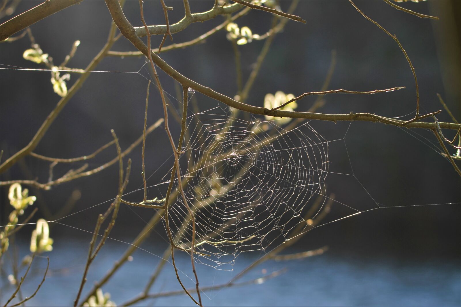 Canon EOS 7D sample photo. Cobweb, tree, aesthetic photography