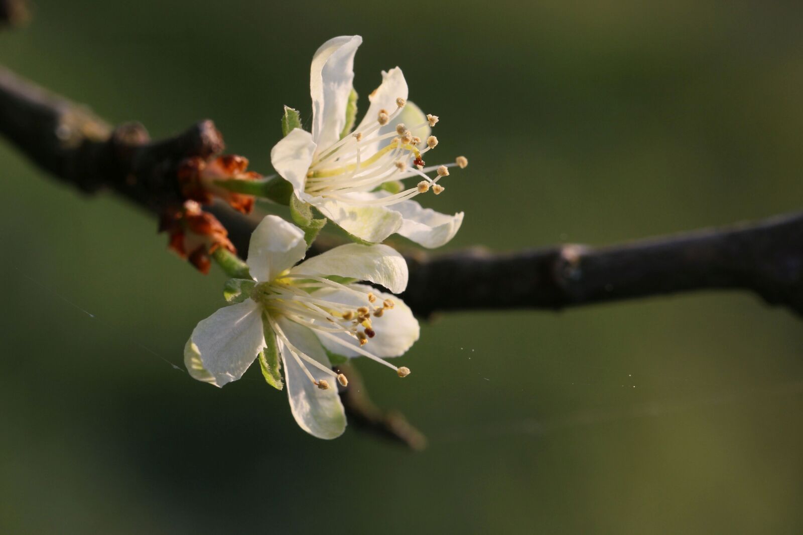 Canon EF 100mm F2.8L Macro IS USM sample photo. Flowers, close up, branch photography