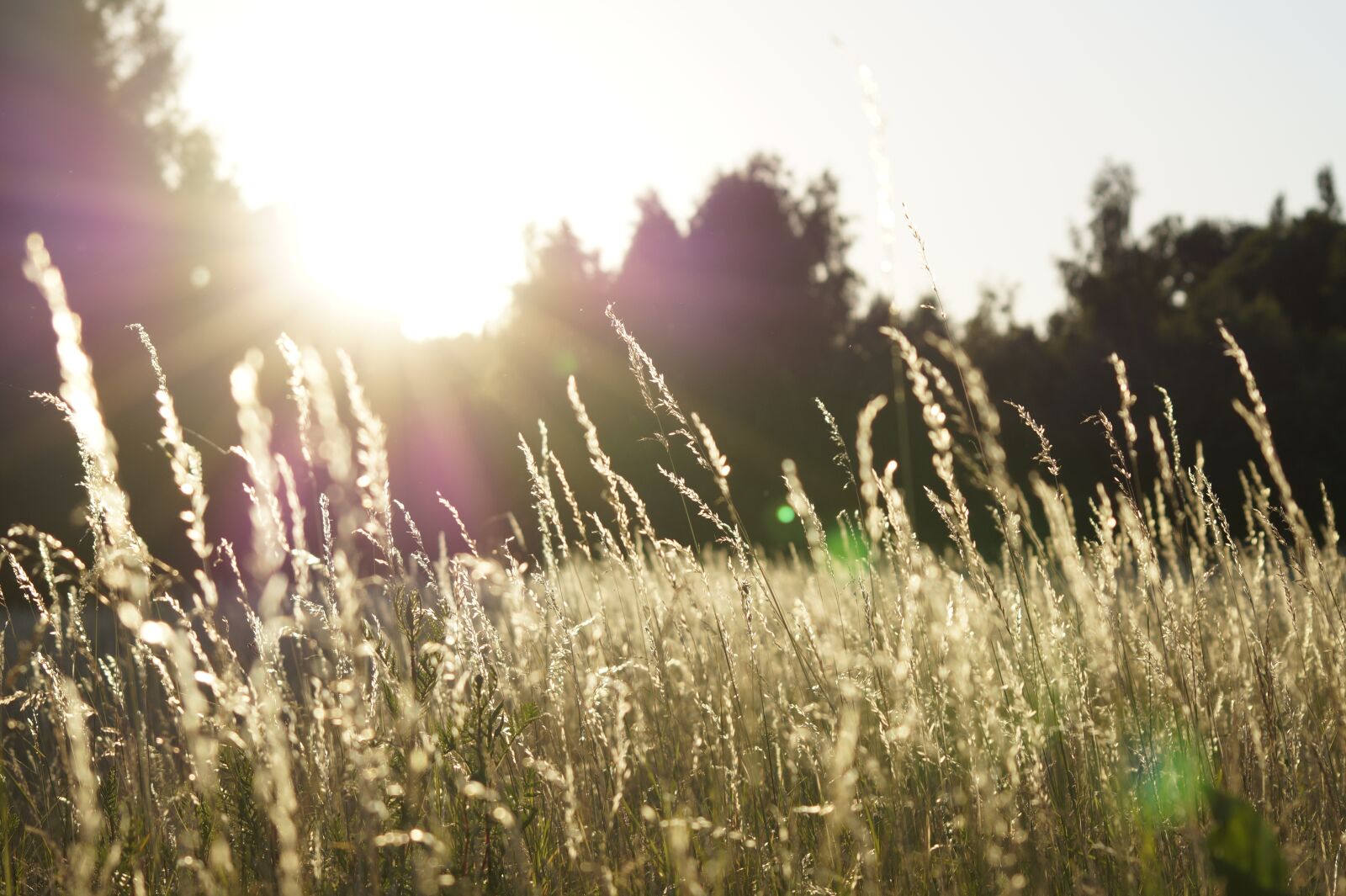 Sony SLT-A58 sample photo. Field, grass, landscape photography