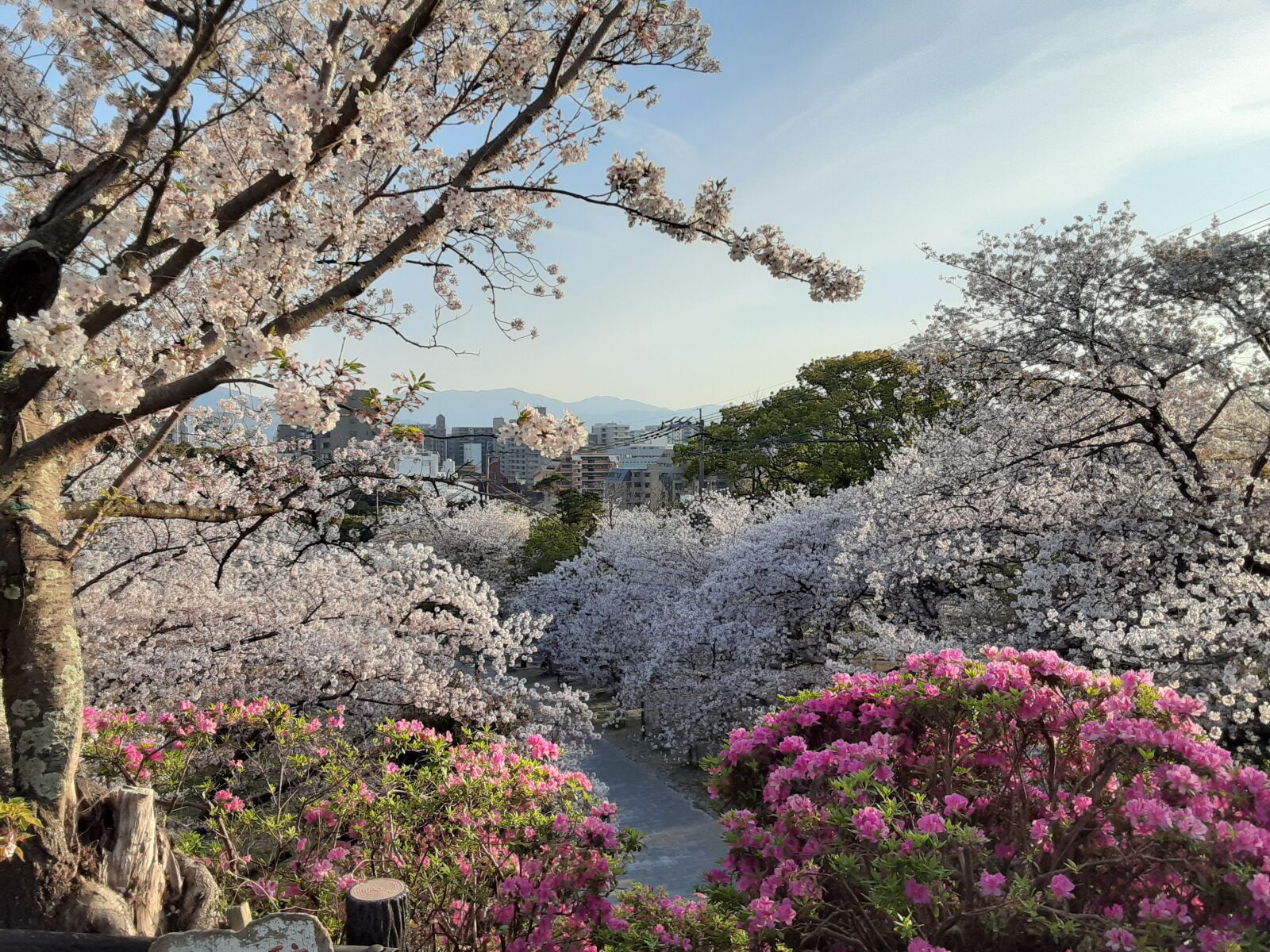 Samsung Galaxy A20 sample photo. 日本, 桜, 春 photography