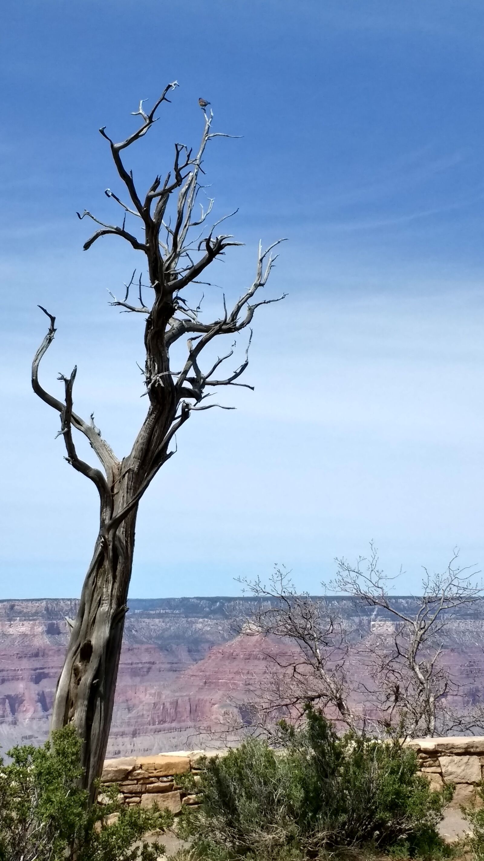 Motorola Moto G (4) sample photo. Grand canyon, deadwood, tree photography