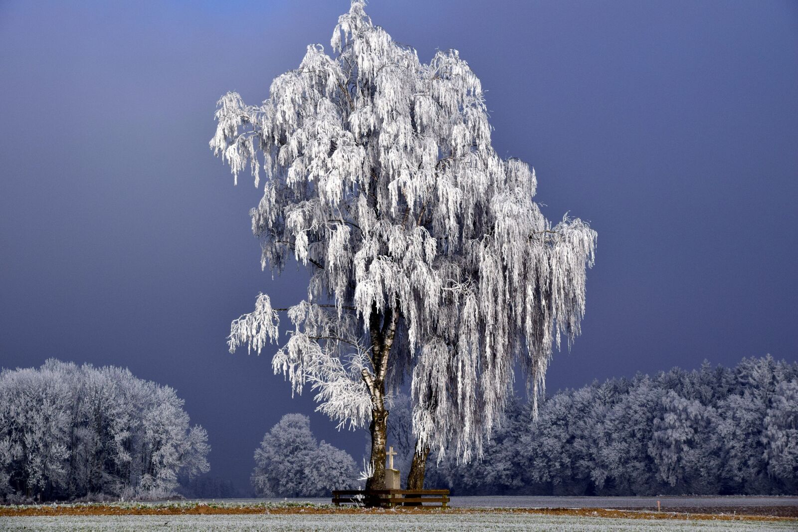 Nikon D3300 sample photo. Tree, winter, wintry photography