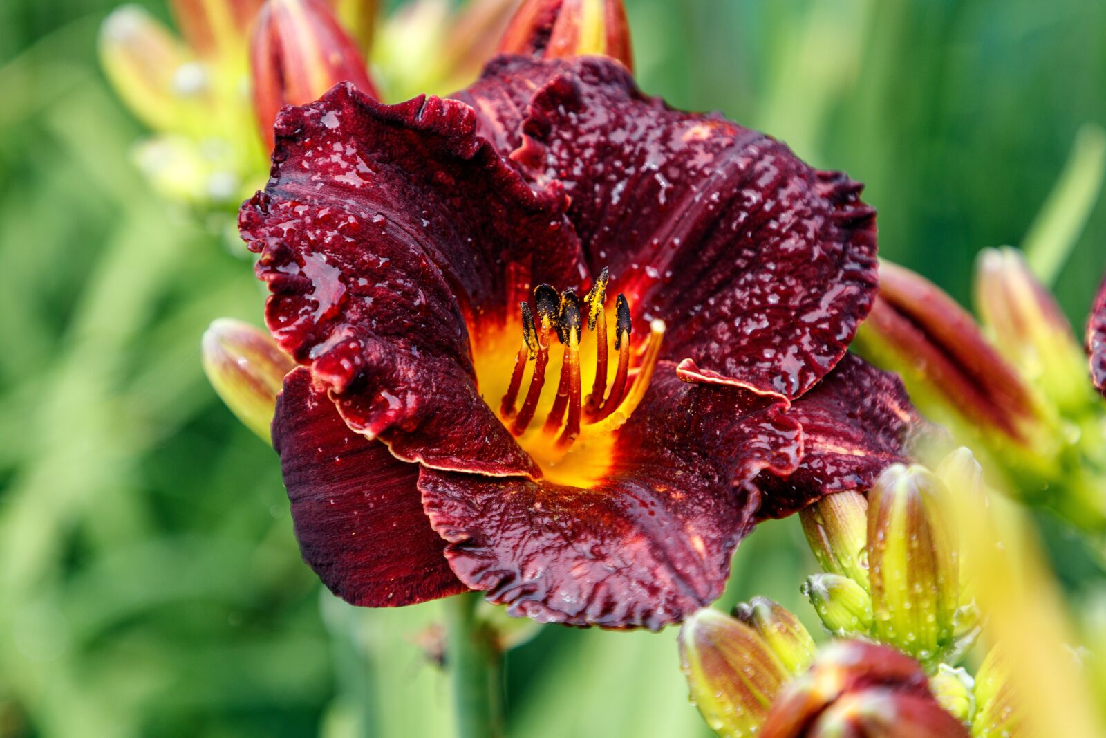 Canon EF 24-105mm F4L IS II USM sample photo. Day-lily, flower, petals photography