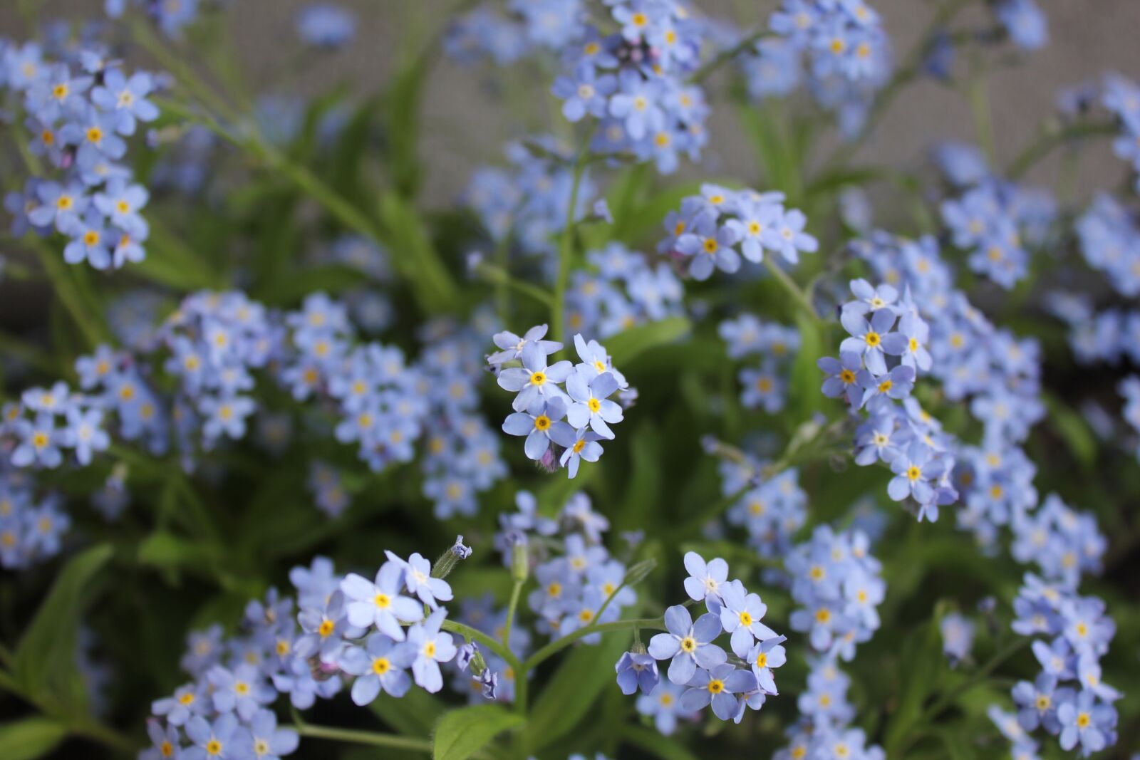 Canon EOS 550D (EOS Rebel T2i / EOS Kiss X4) sample photo. Crocus, forget-me-not, blue photography