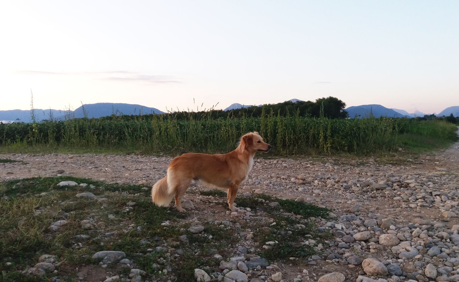 Samsung Galaxy J5 sample photo. Dog, doggy, mestizo photography