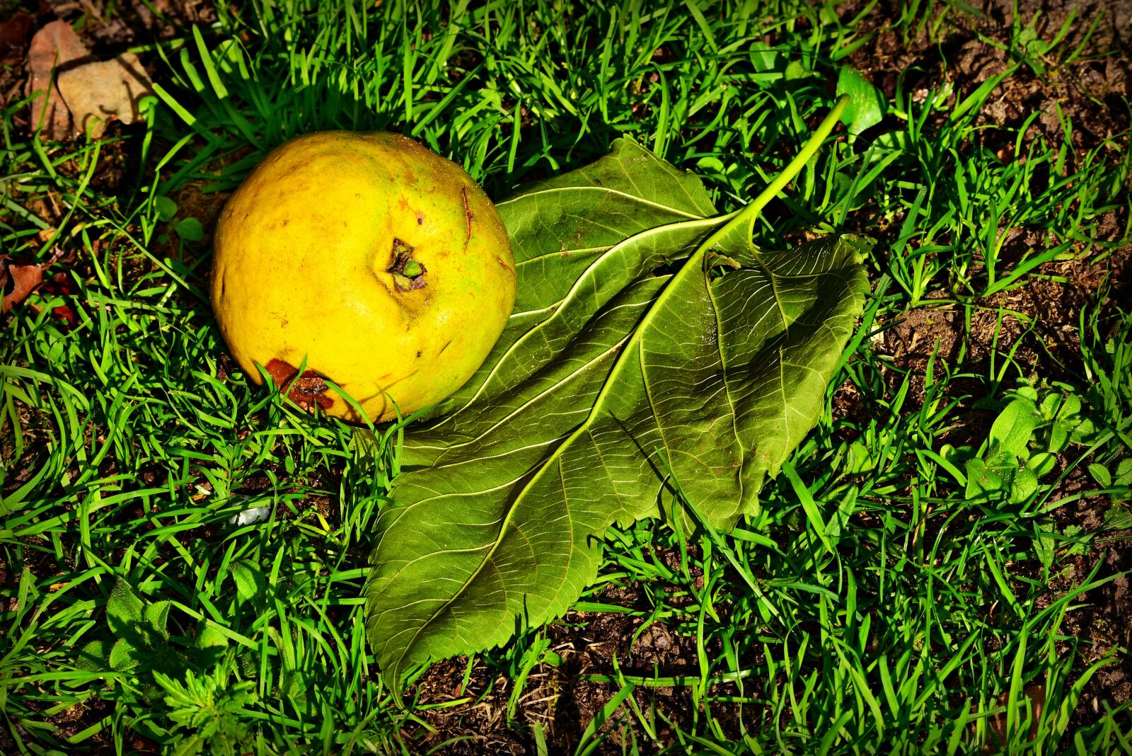 Nikon D750 sample photo. Apple, fruit, ripe photography