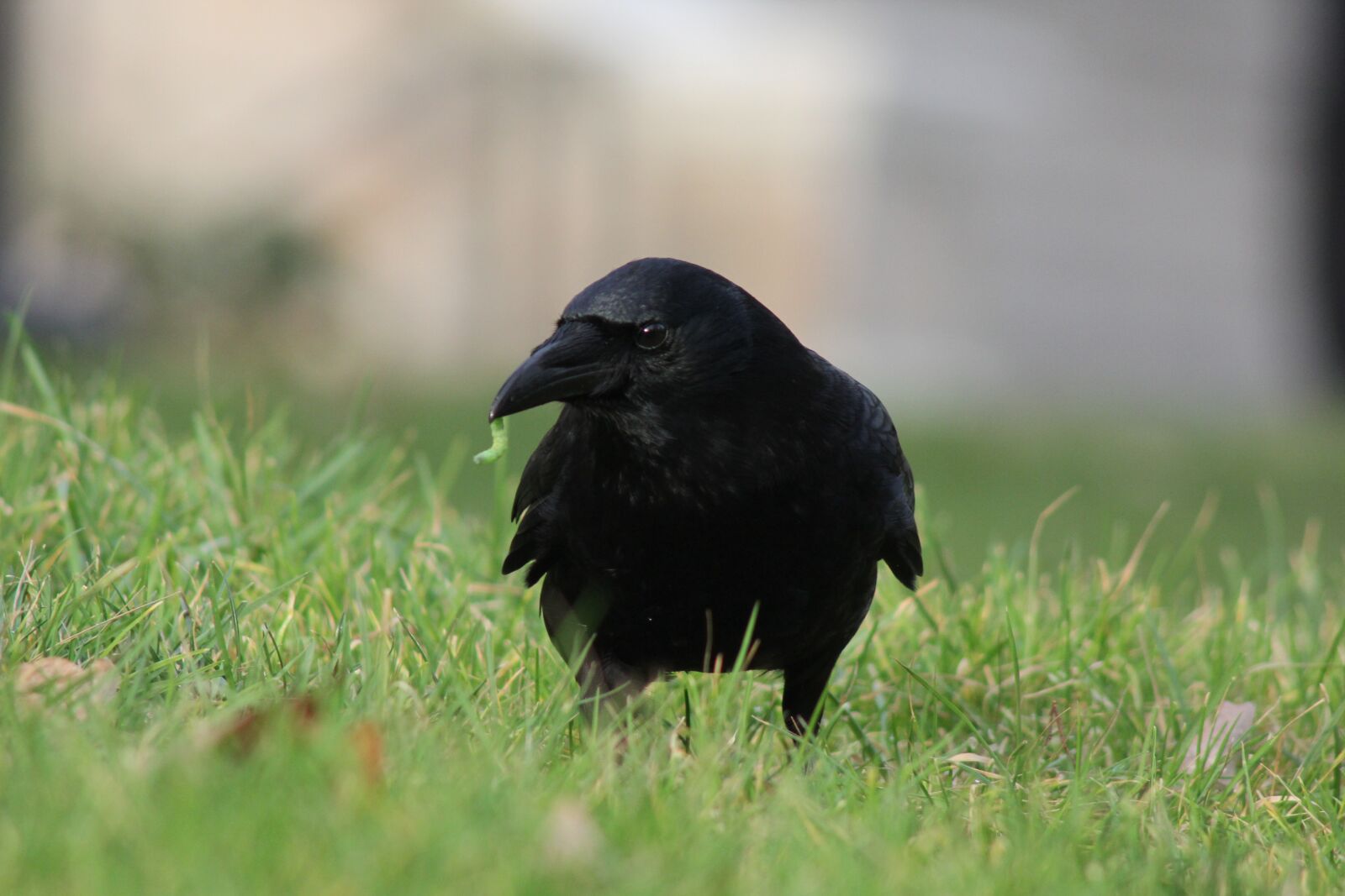 Canon EOS 60D + Canon EF 75-300mm F4.0-5.6 IS USM sample photo. Crow, worm, corvus photography
