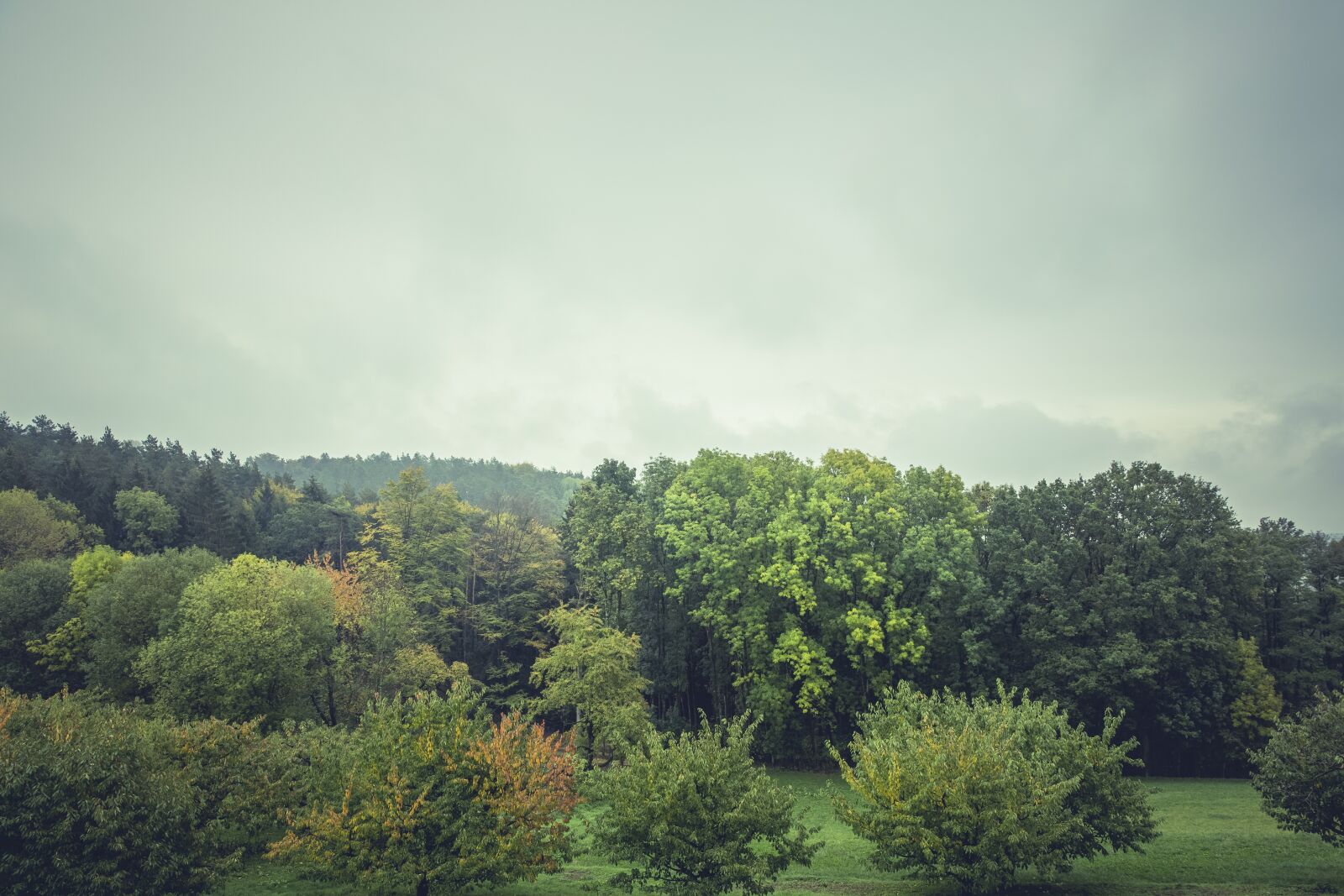 Canon EF 24-70mm F2.8L II USM sample photo. Nature, landscape, forests photography